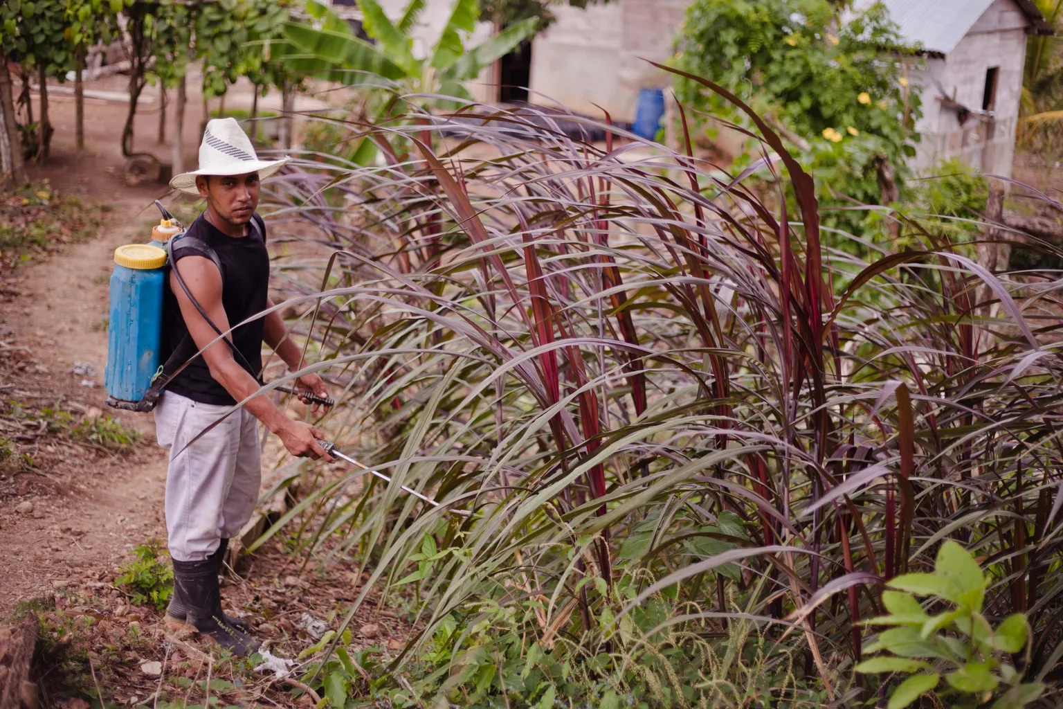 A farmer in a white hat sprays crops with a backpack sprayer in a lush, rural setting with trees and a building in the background.