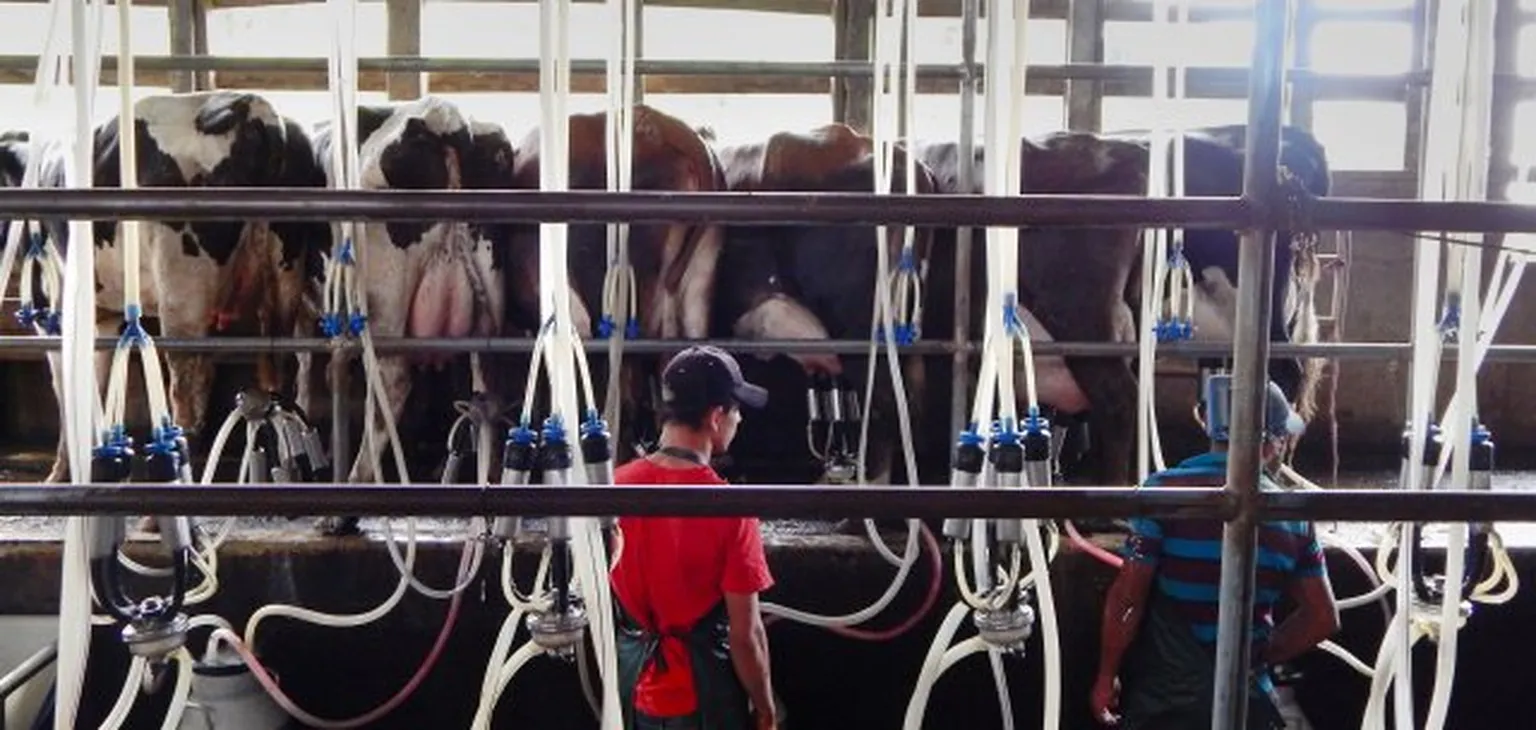 Nicaragua Biogas Programme leaves a lasting impact on the agricultural sector