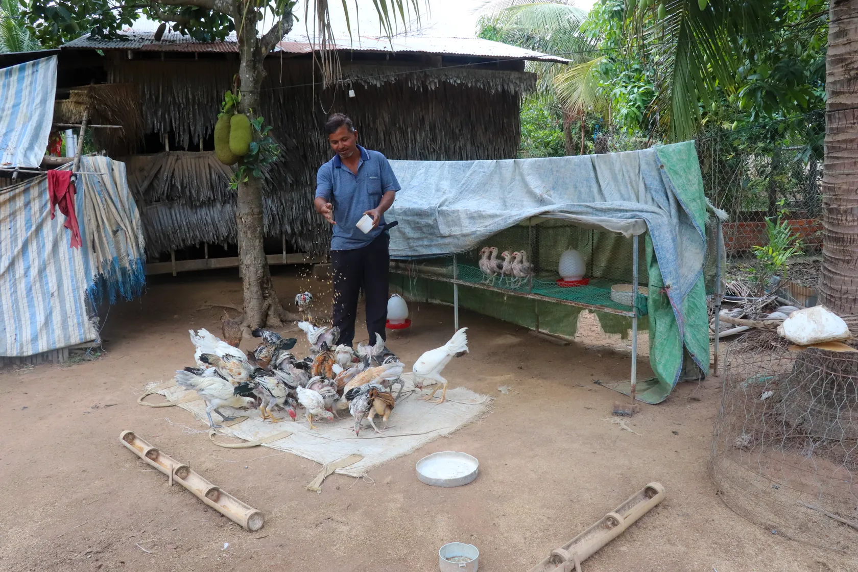 A man feeds chickens in a rural yard with a makeshift shelter, surrounded by trees and rustic structures.