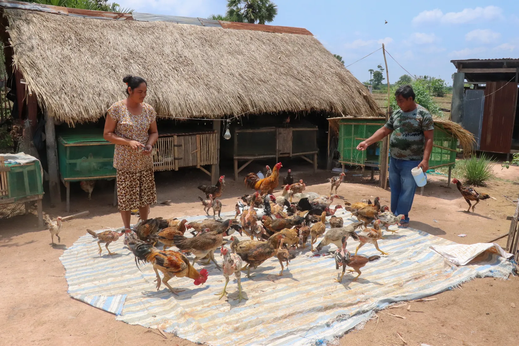 Two people feed chickens on a striped mat in a rural setting with thatched-roof structures and a clear sky in the background.