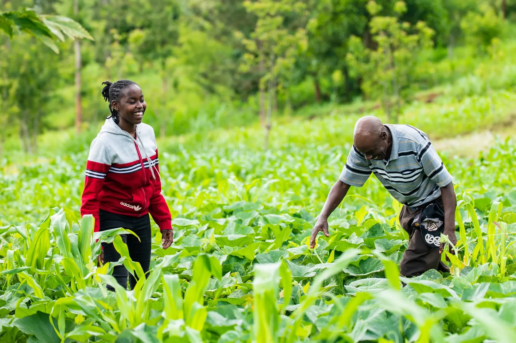 Two people happily inspect a lush, green vegetable field. The woman wears a red sweater, and the man is dressed in a striped shirt.