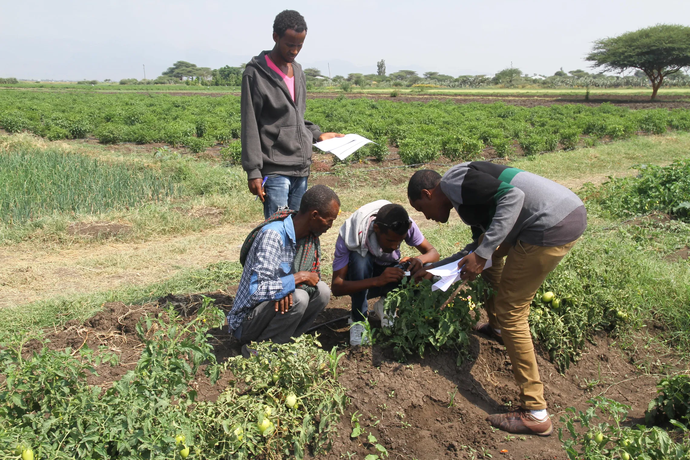 Development Agents identifying pests on tomatos