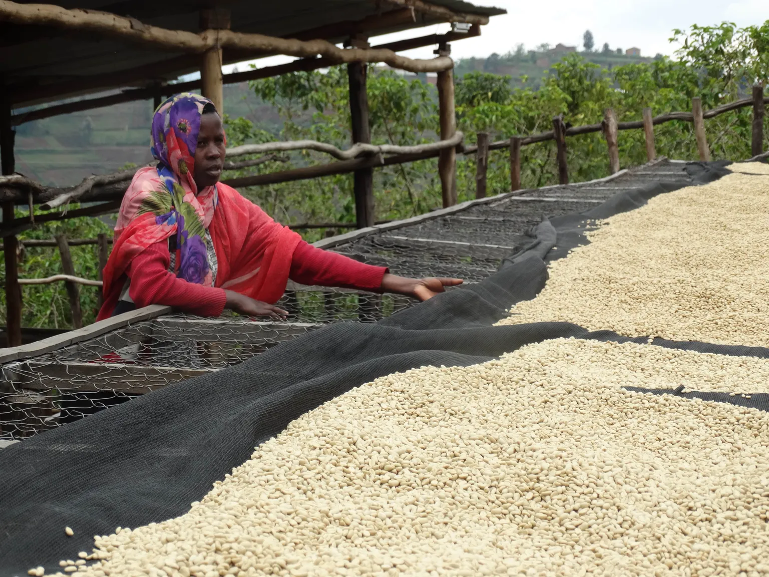 Supporting Rwandan coffee farmers to increase productivity