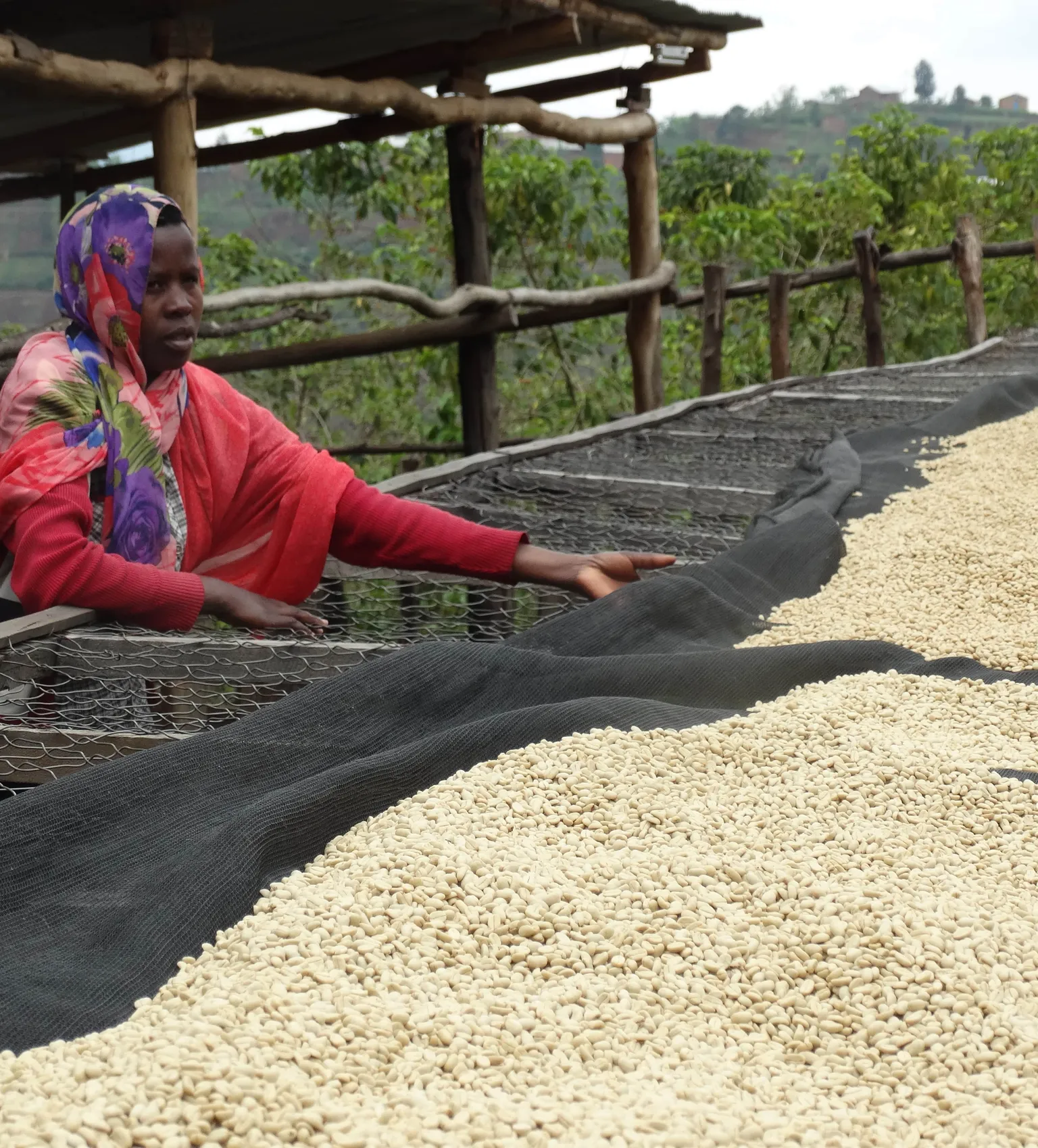 Supporting Rwandan coffee farmers to increase productivity