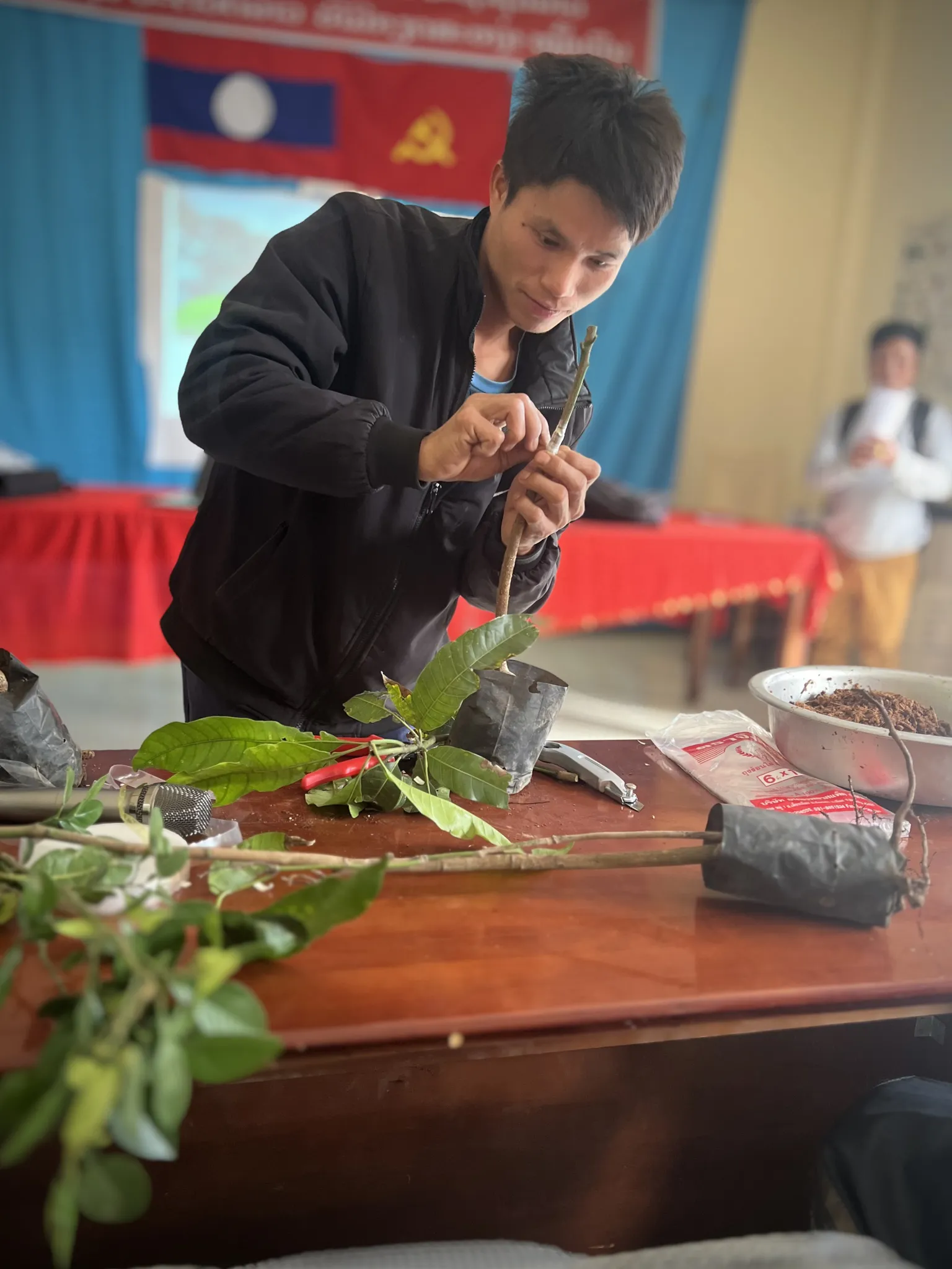 A person grafting a plant branch at a table with gardening materials, in a room decorated with red and blue banners.