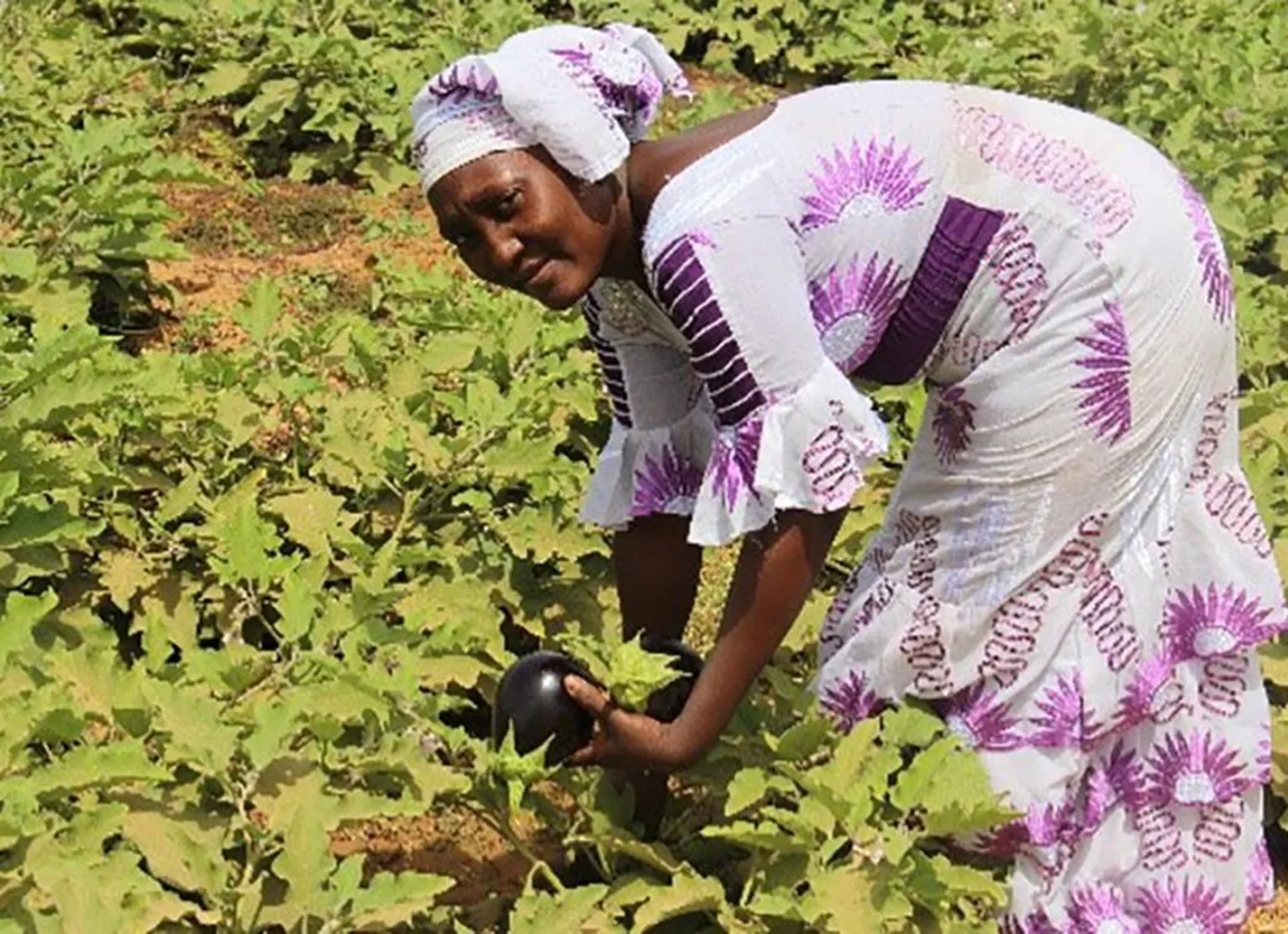 Mariam with her plot of aubergines