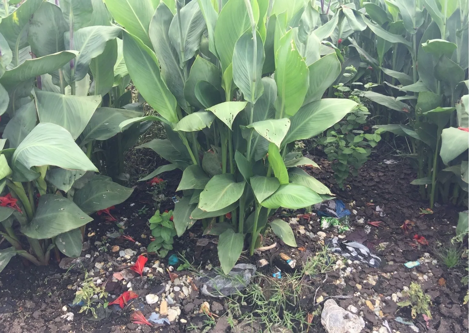 Biosolid in a basin, purified by using flowers