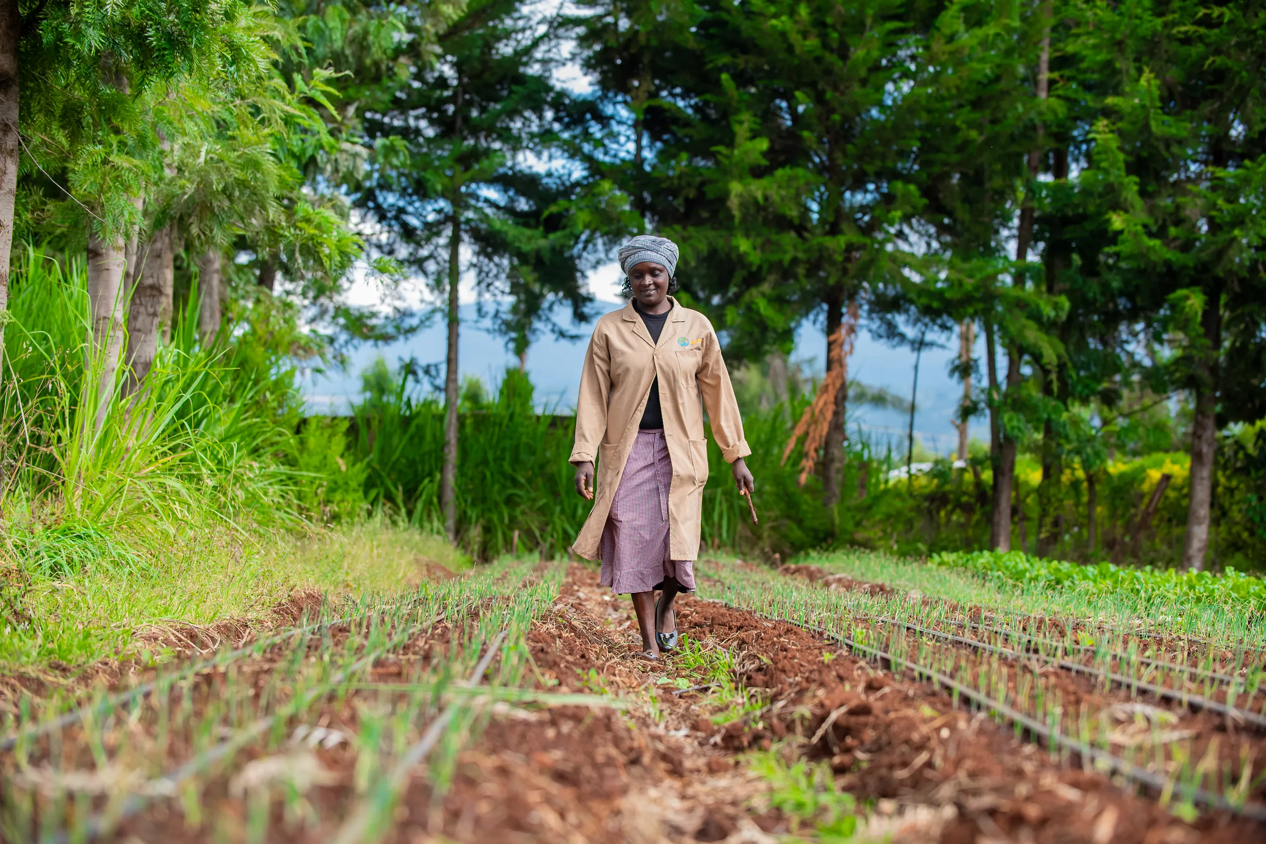 Solar powered irrigation  in Kenya