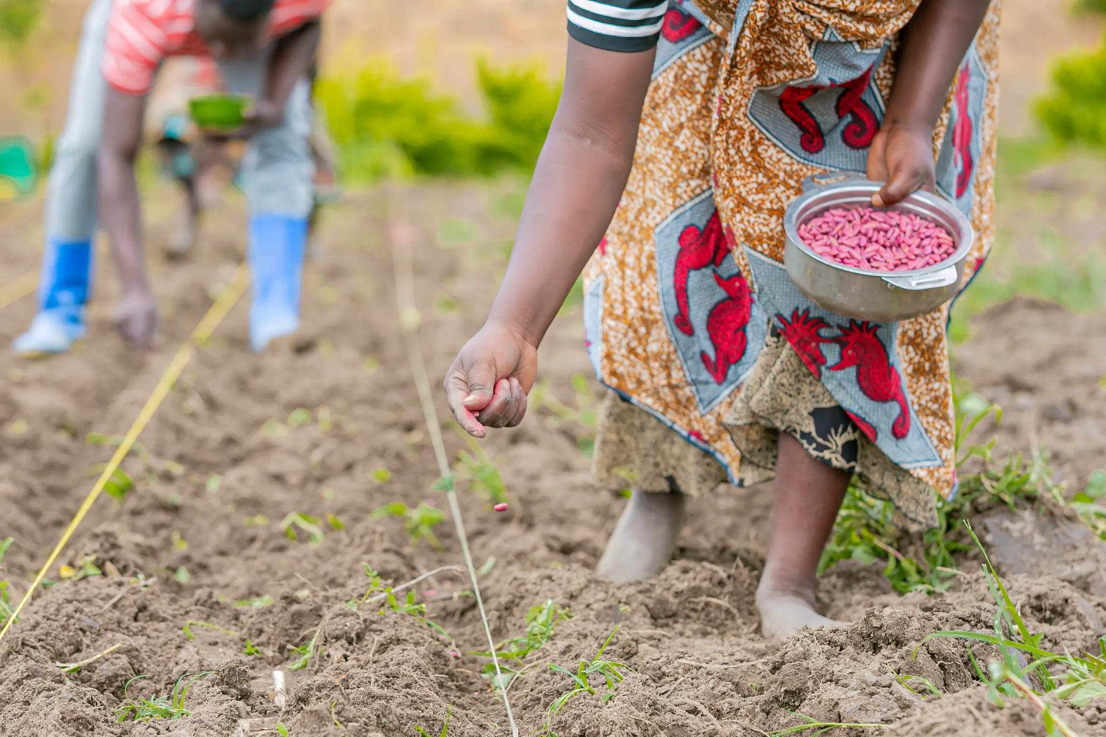 smallholder farmer planting seeds