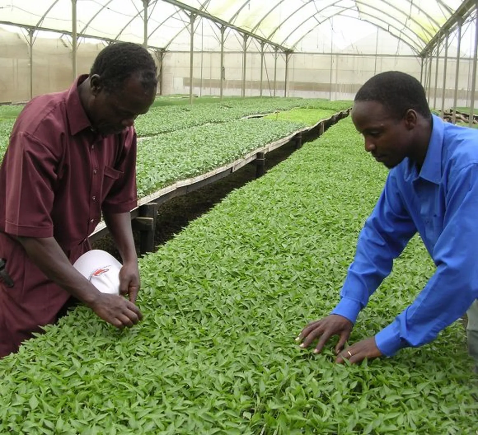 Kenya Market-led Horticulture Programme (HortIMPACT)