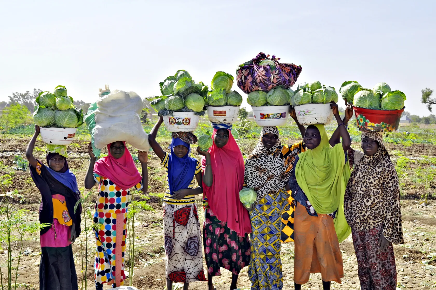 Seven women in colorful clothing balance large baskets of cabbages on their heads in a field under a clear sky.