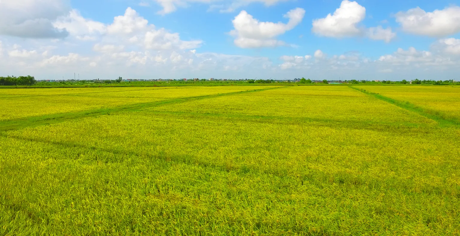 AgResults Donor Visit to Thai Binh Underscores Local Support and Long-term Impact to Reduce GHG Emissions of Rice Production