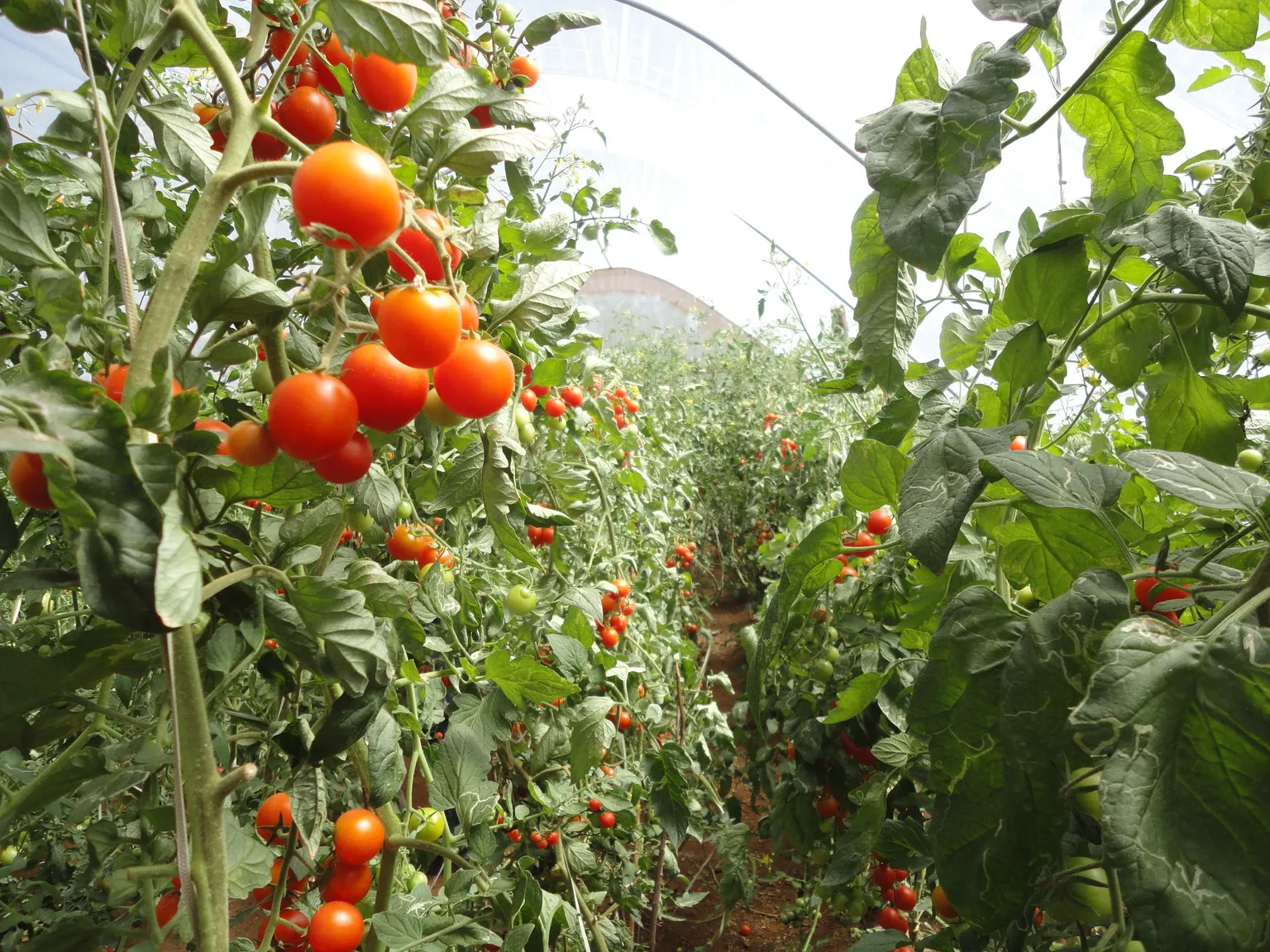 vegetables growing