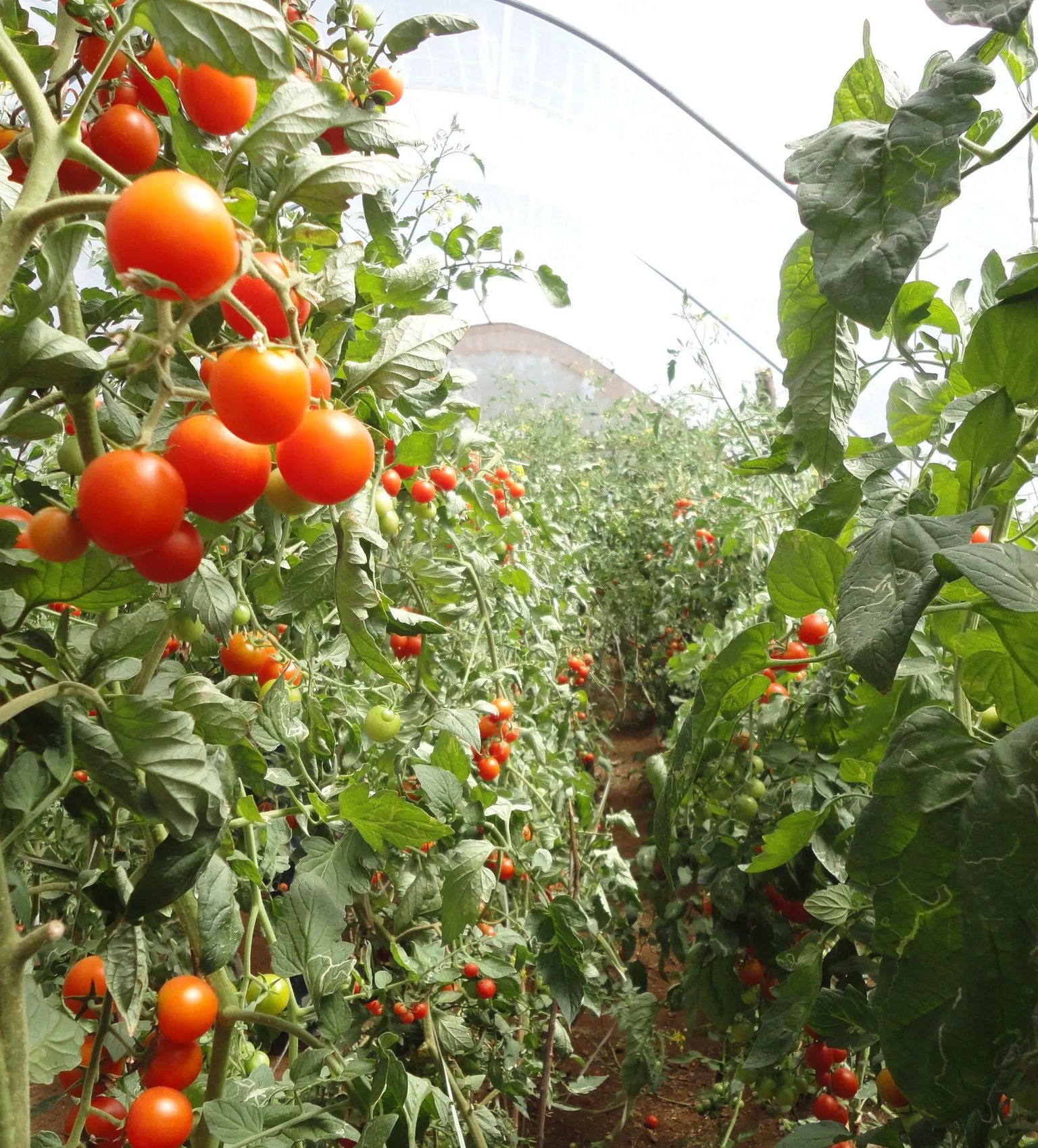 vegetables growing