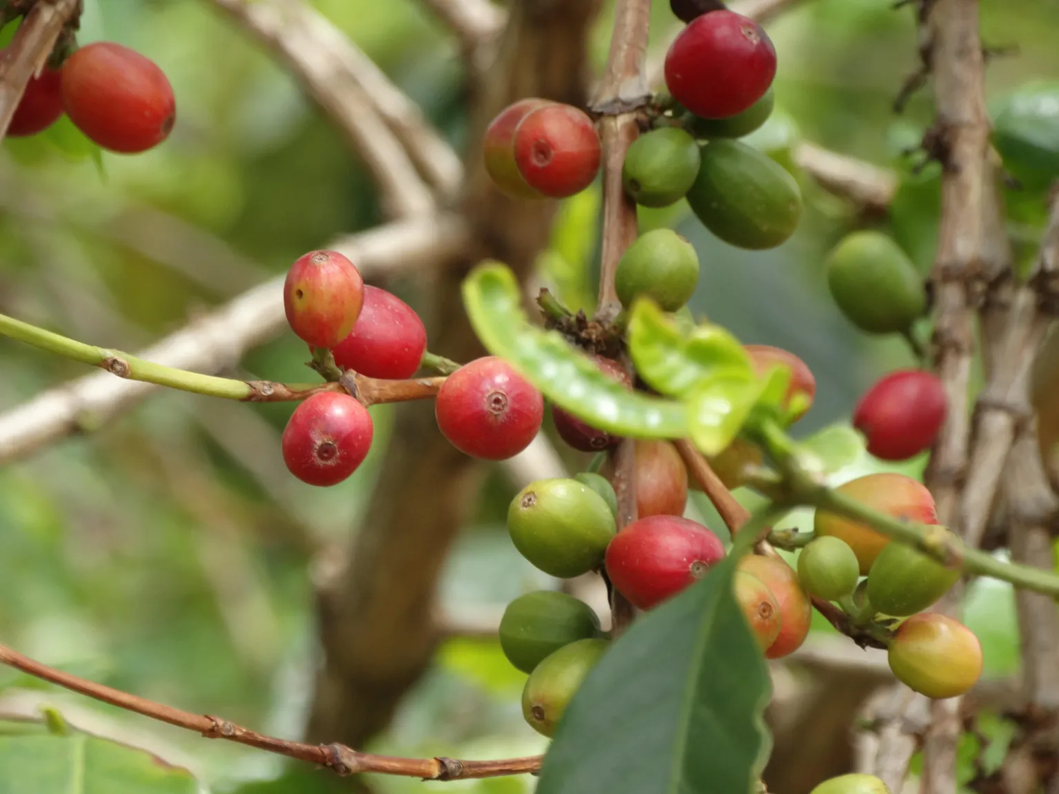 Coffee cherries ready for picking 