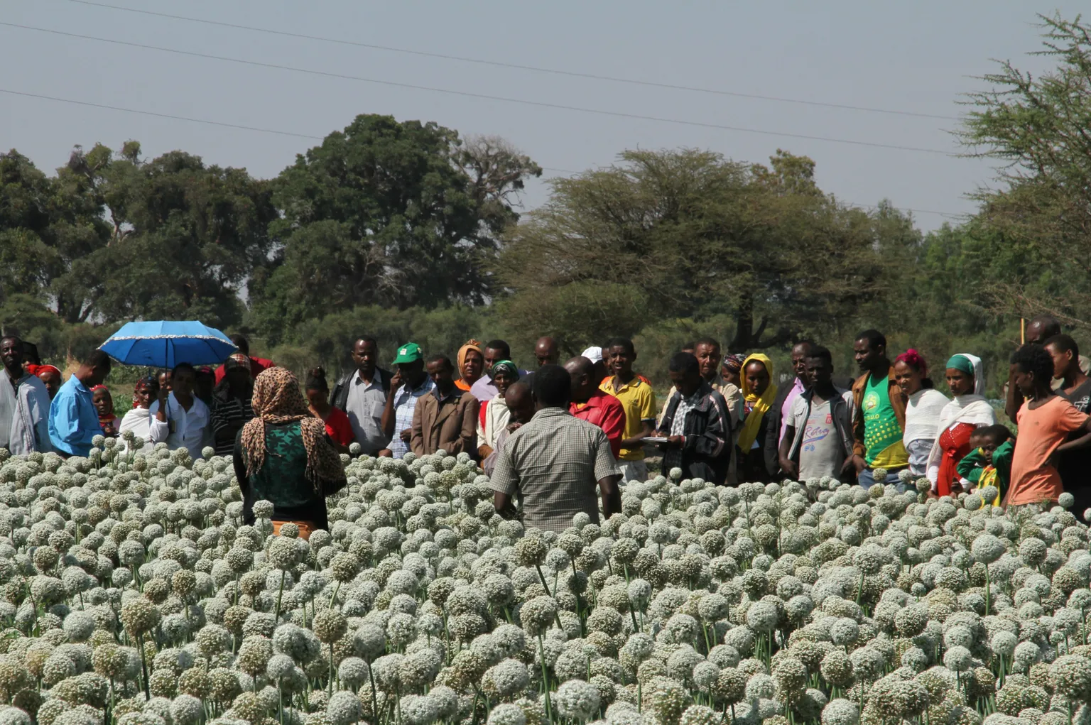 Horti-LIFE project launches in Ethiopia