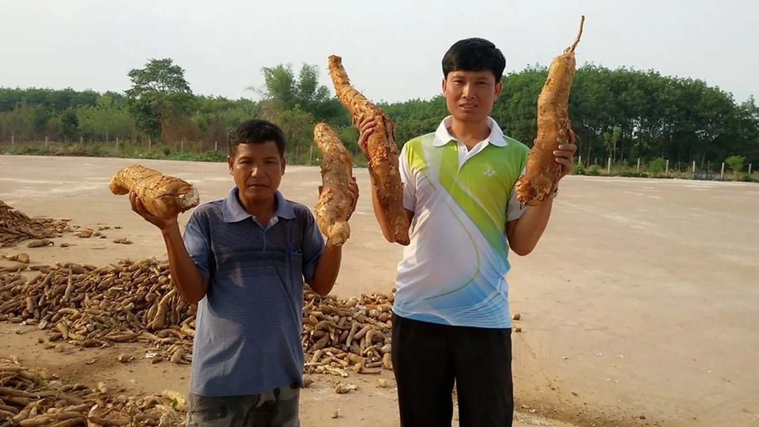 Inclusive business: a viable option for cassava farmers