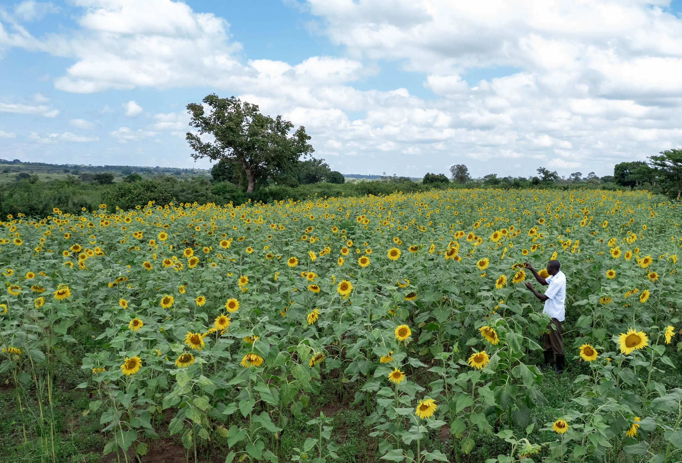 man in a field of sunflowers