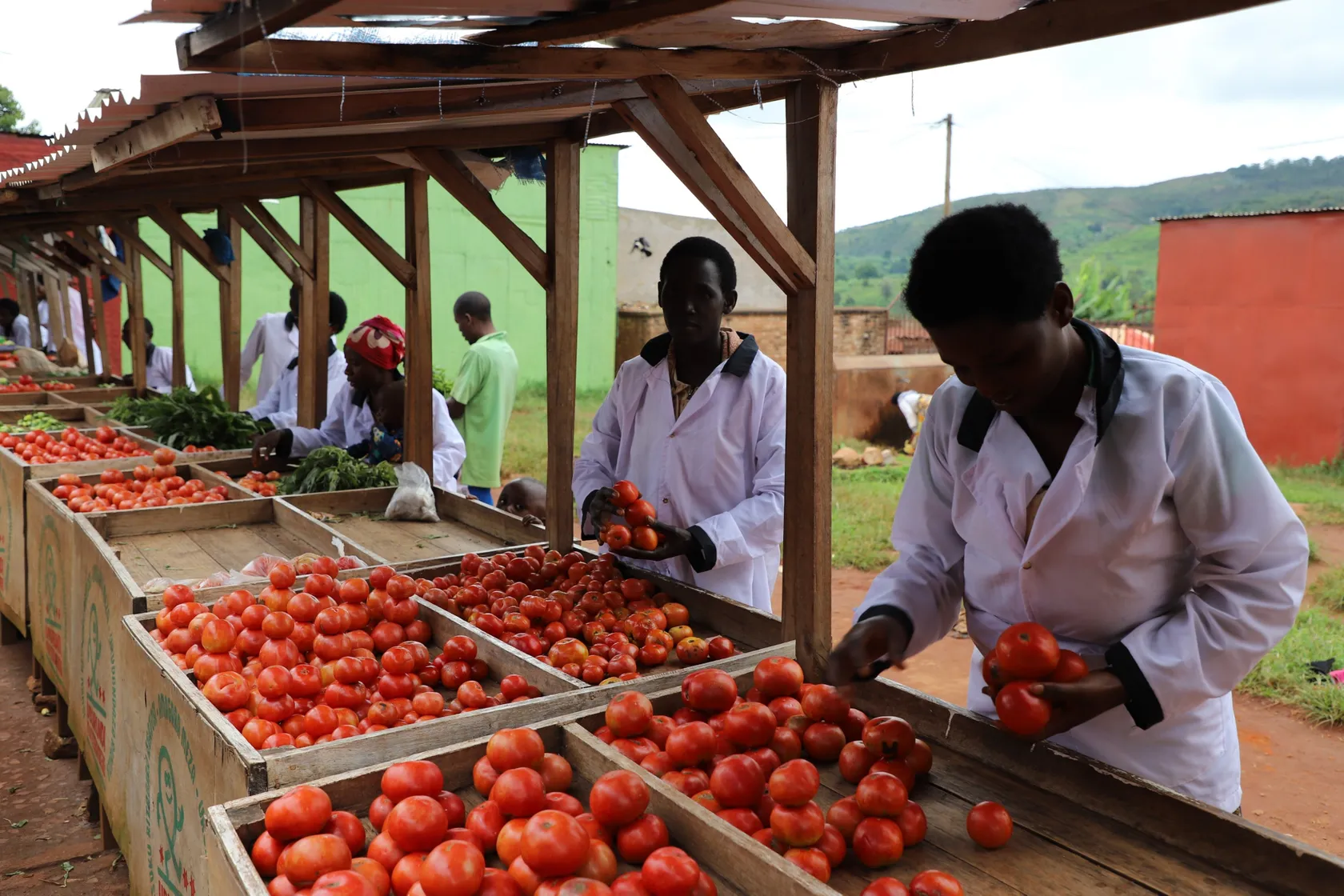 People wearing white coats sorting fresh tomatoes at a wooden market stall on a sunny day.