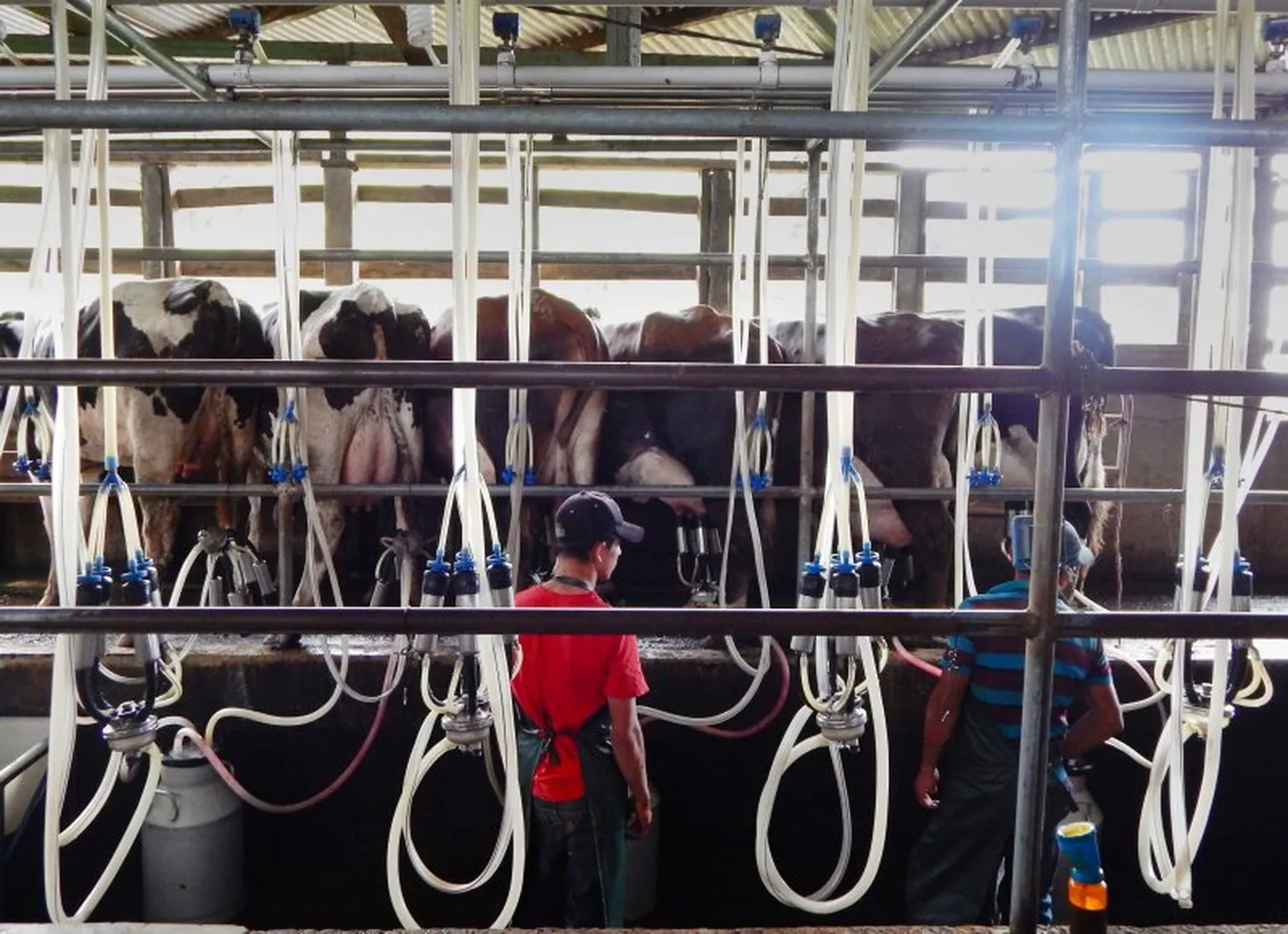 Biogas fueled milking machines