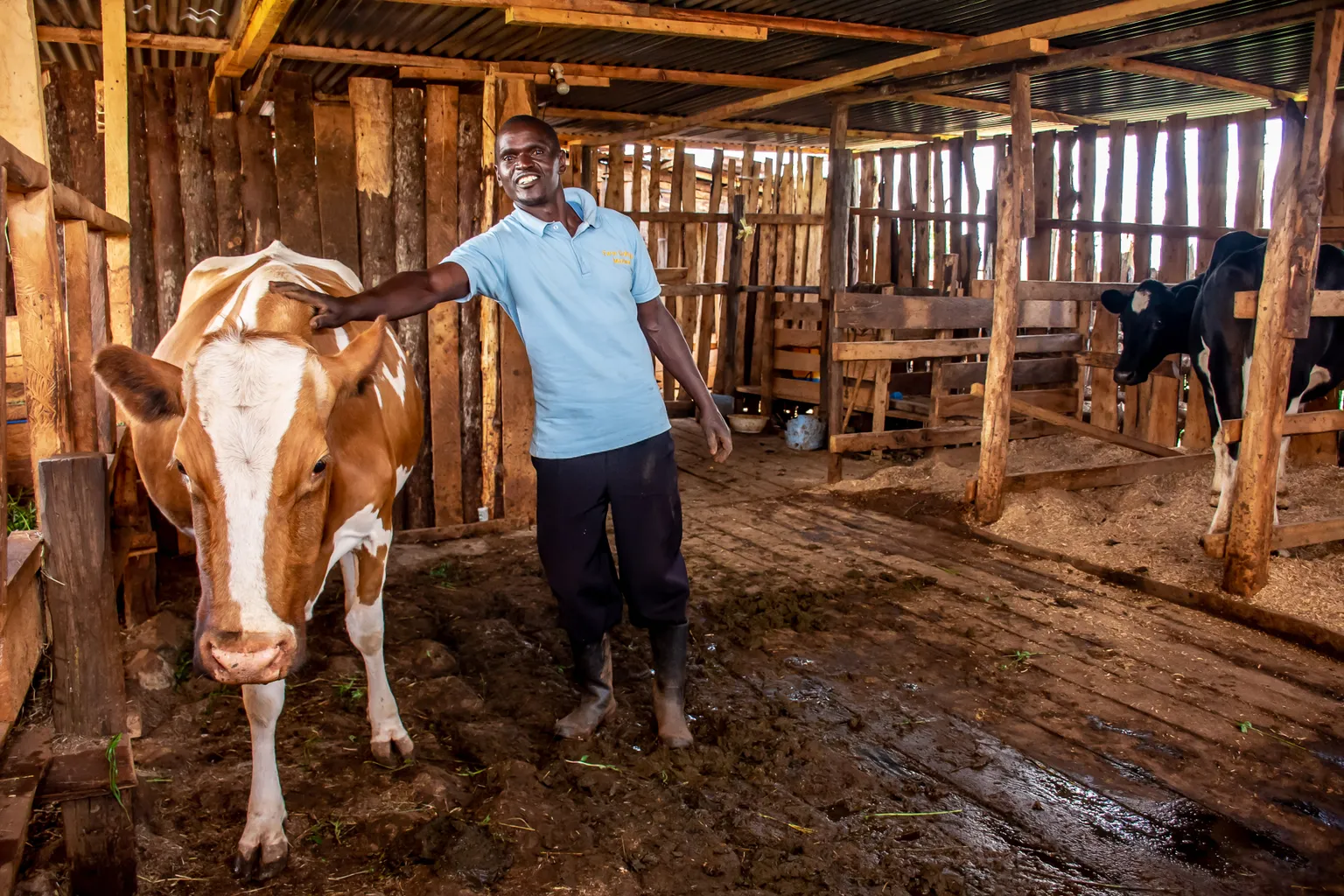 A dairy farmer with his cow