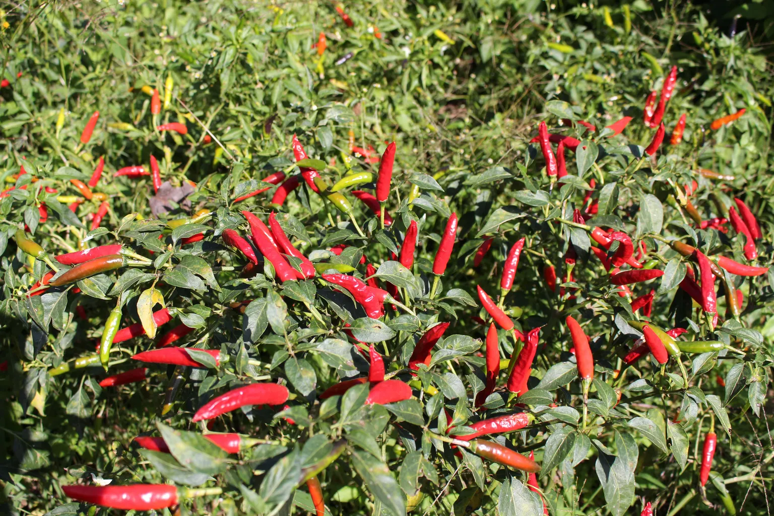 pepper