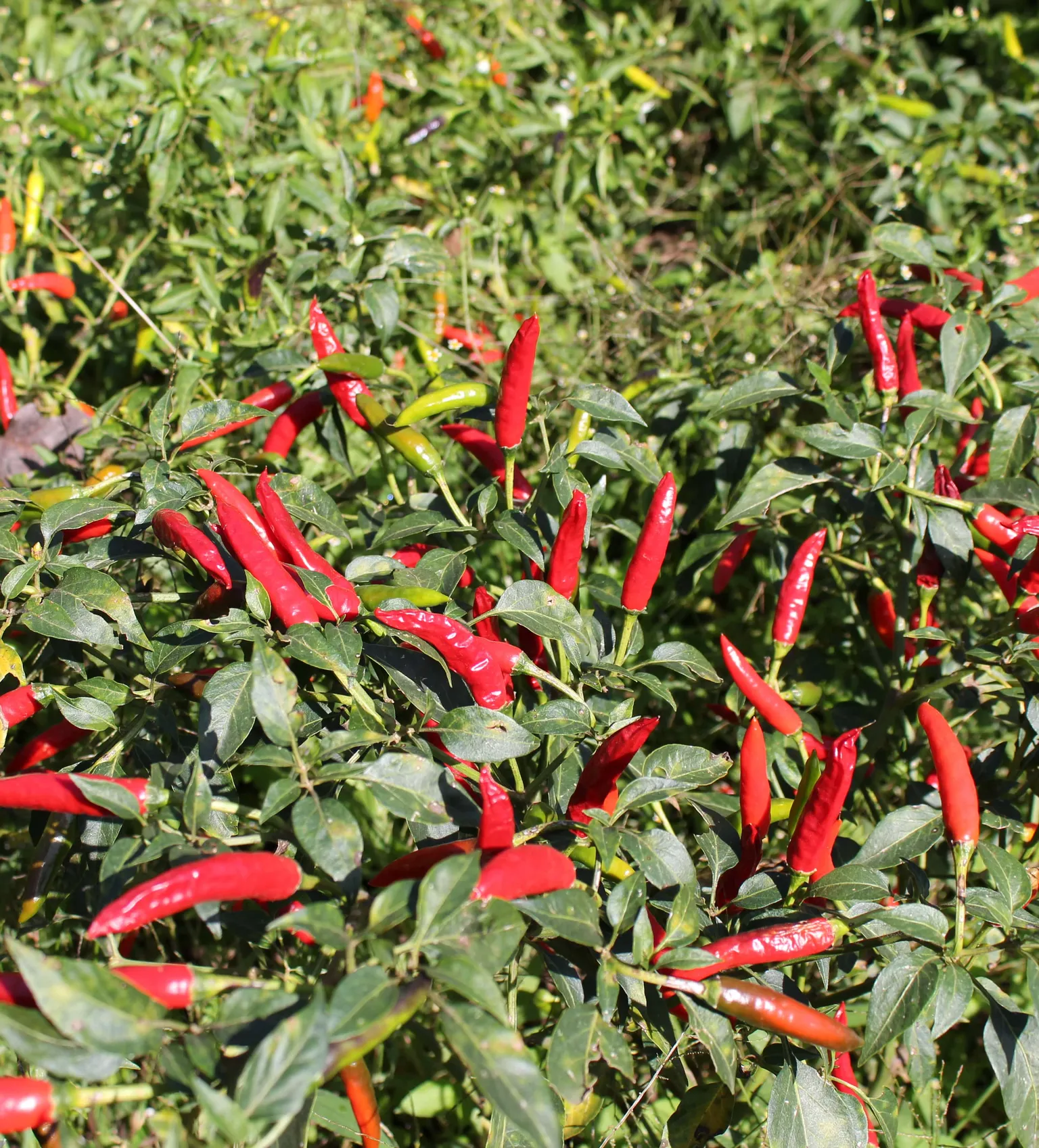 pepper