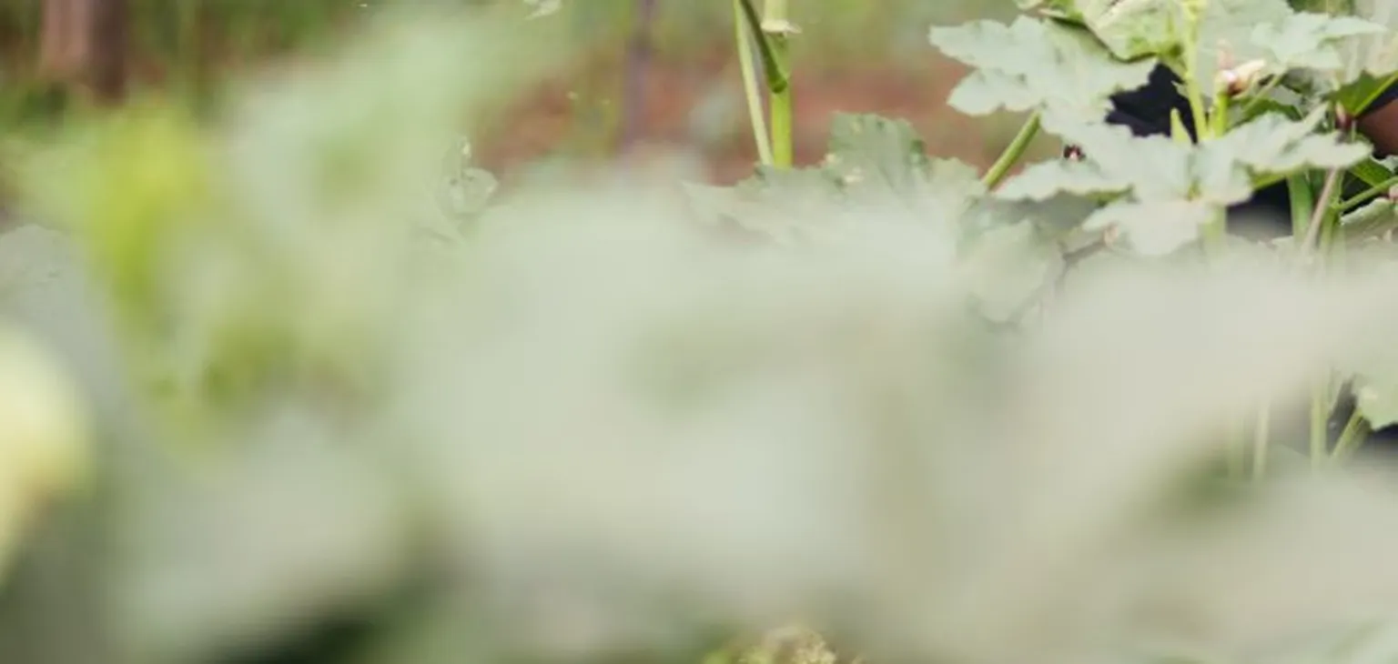 Flowers in bloom