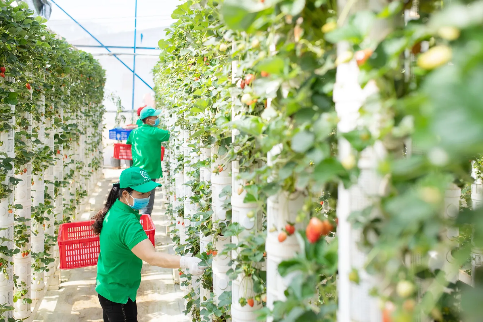 Two workers in green uniforms harvest strawberries from vertical hydroponic towers in a greenhouse, holding red baskets.