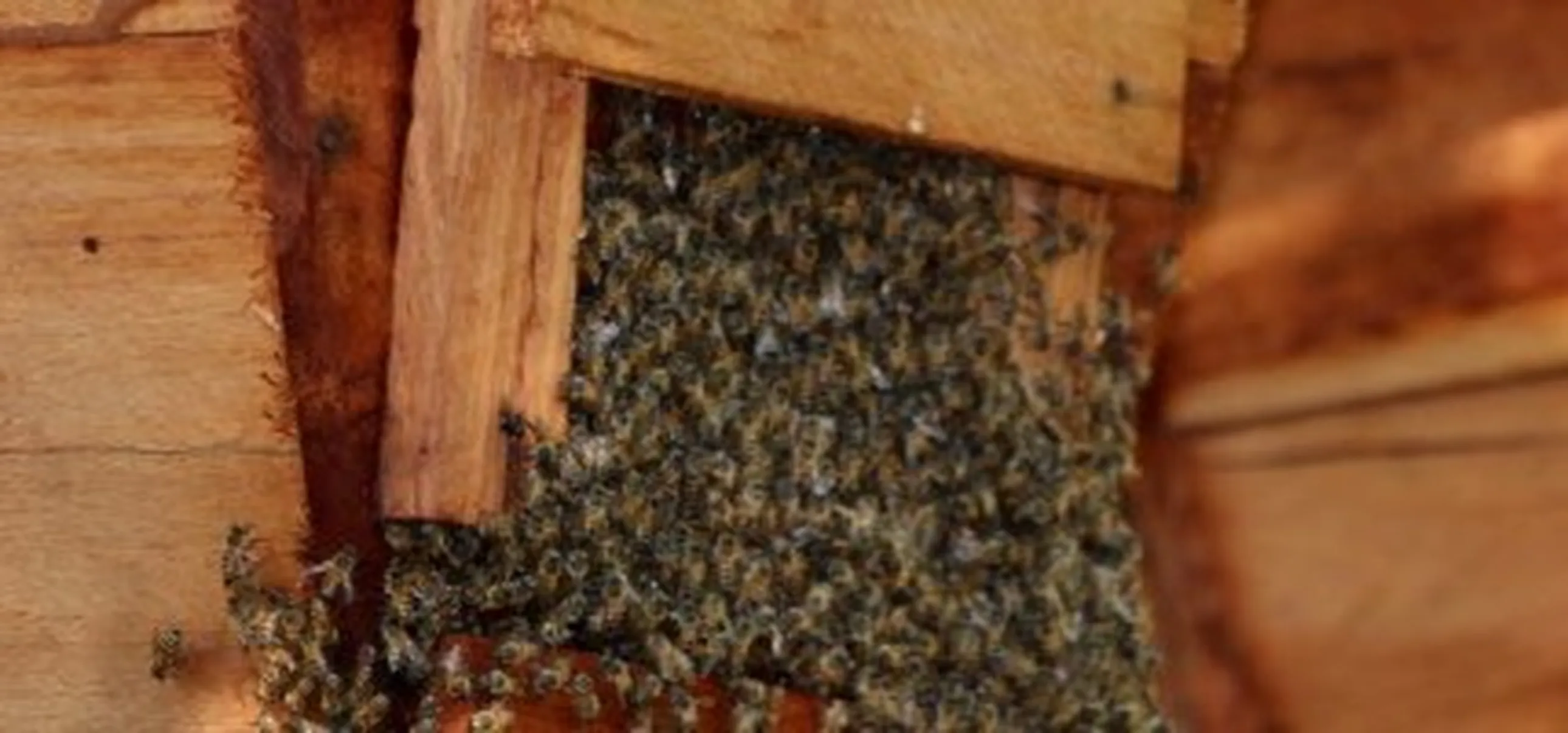 Trade and Investment Project for Enhanced Competitiveness of Zambia’s Apiculture Sector (TIPEC-ZAS)