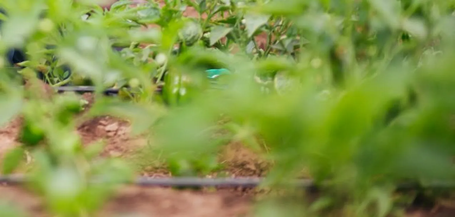 Crops in field