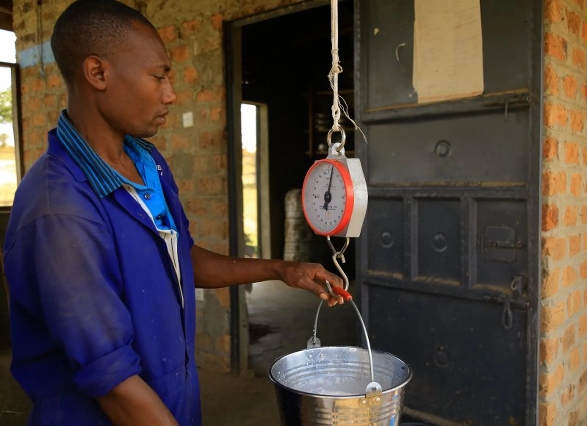 Milk being weighed in one of the dairy farms in Mbarara district