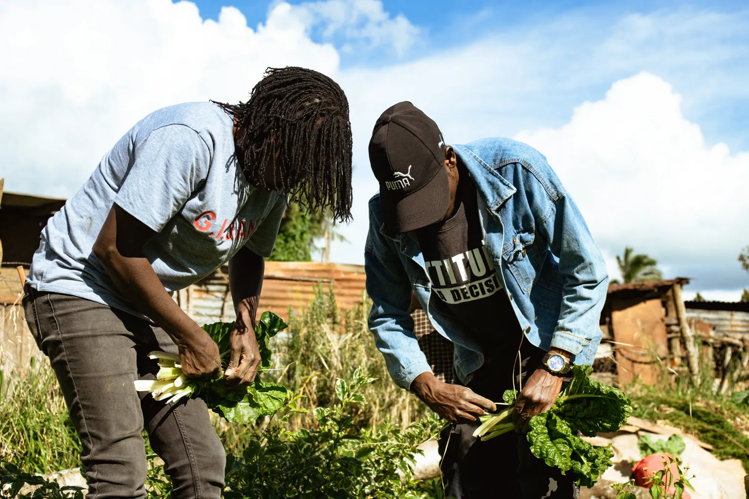 Farmers harvesting vegetables