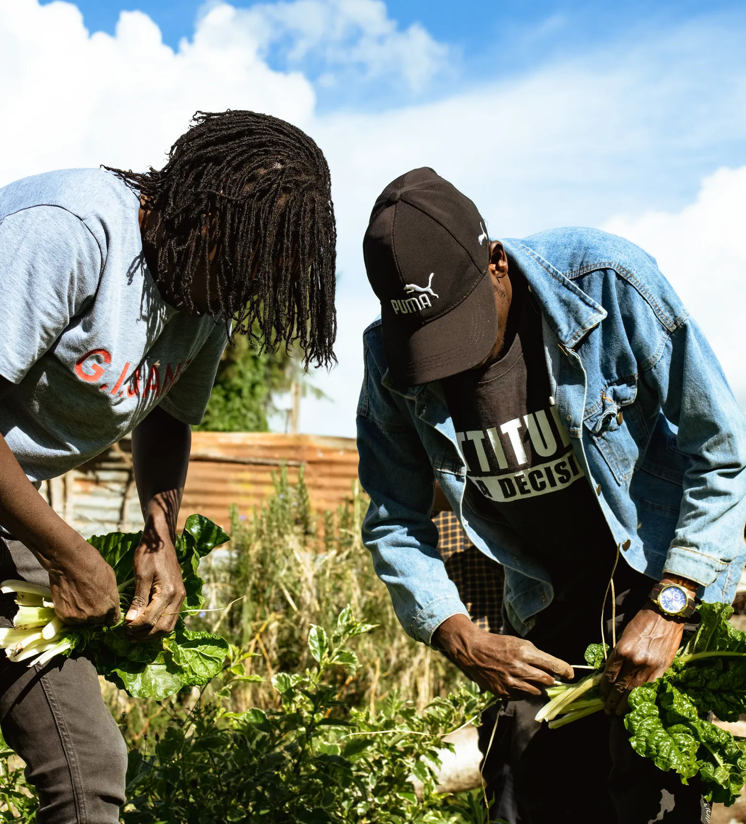 Farmers harvesting vegetables