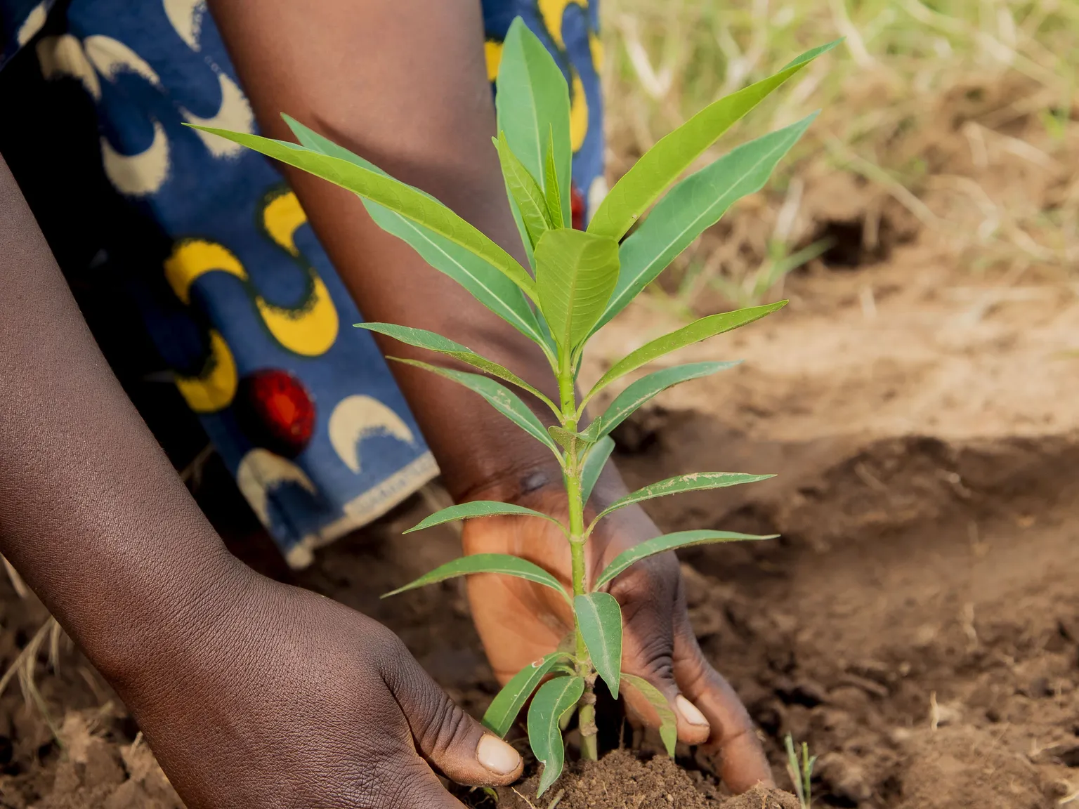 Hands planting a small green sapling in the soil, with vibrant patterned fabric visible in the background.