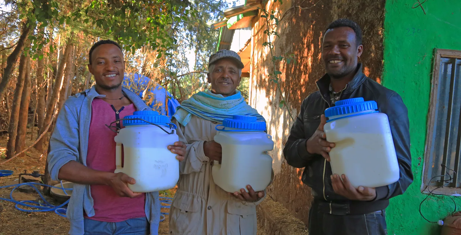 The EDGET project, which has a duration of five years (2013-2017) and it is funded by the Embassy of Kingdom of the Netherlands, involves 51 districts of Amhara, Oromia and SNNP regions.   The project distributed 40 tonnes of forage seed, 21.8 million cutting/splits, and 100,000 milking and transportation can (MTS) to 65,000 targeted and 35,000 non-targeted households. The project trained 1,500 dairy extension service providers, linked dairy farmers with agro-input dealers, and supported the enhancement as 