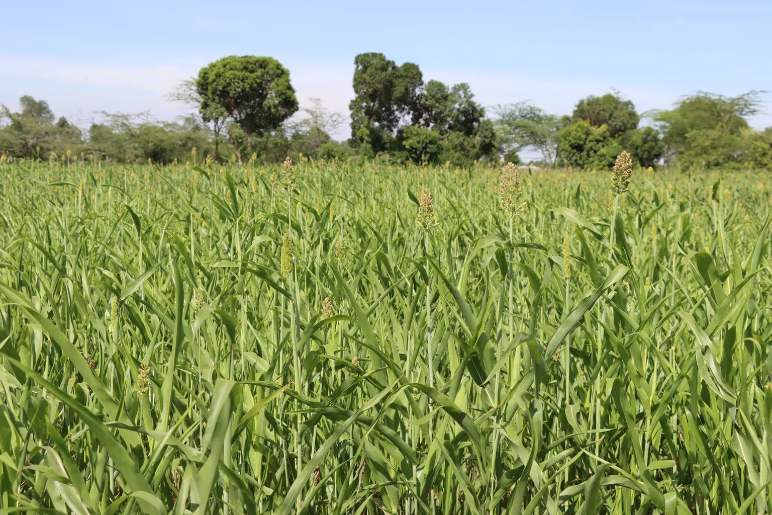 ICSIAPL maize