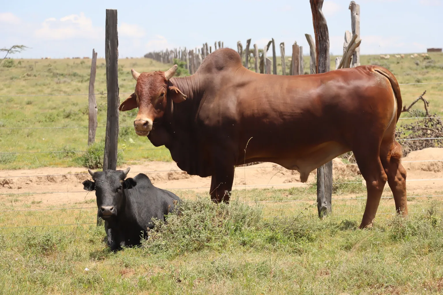 Well fed cattle rest in the vast lands of Narok County