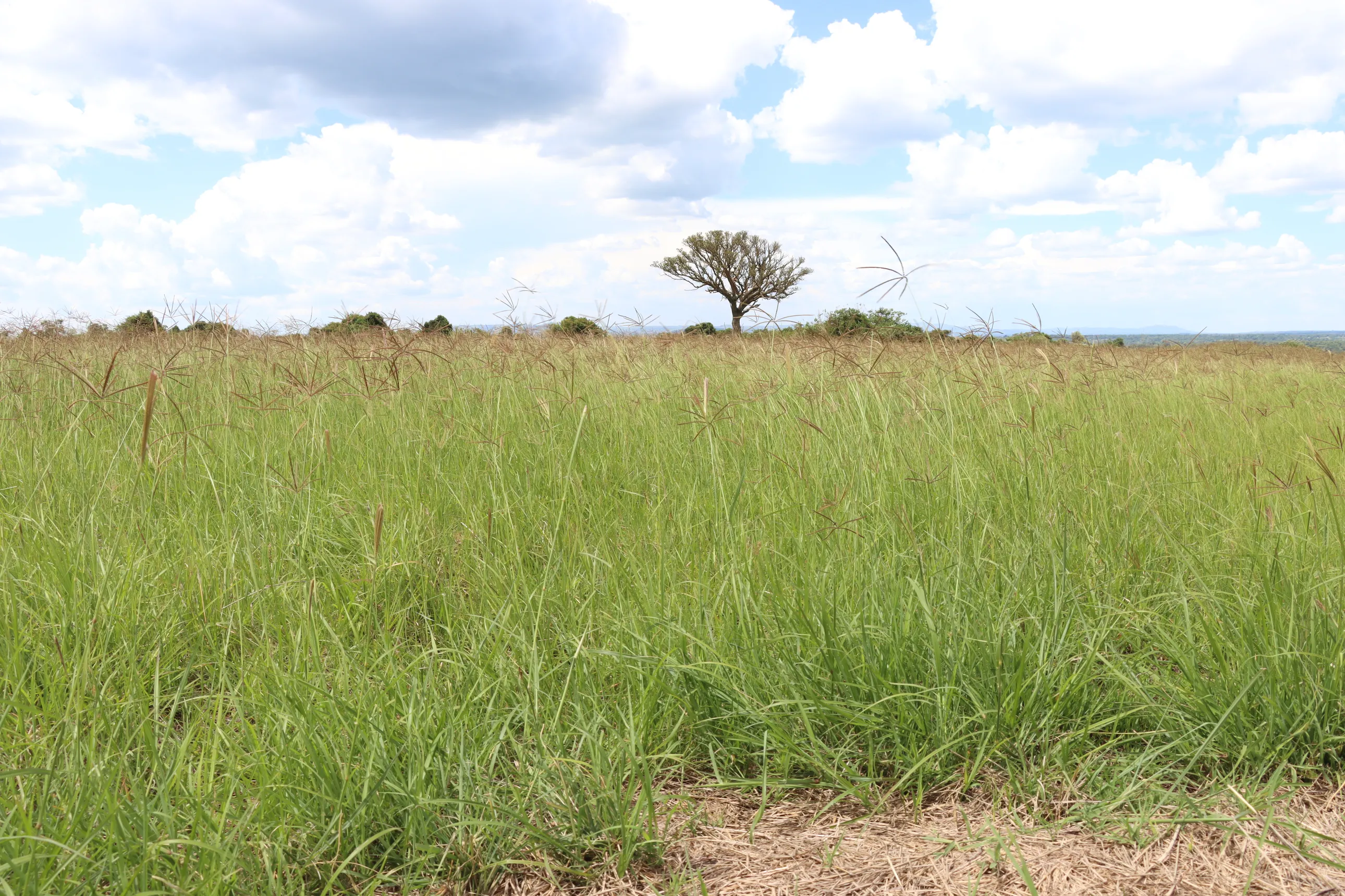 Land resource
