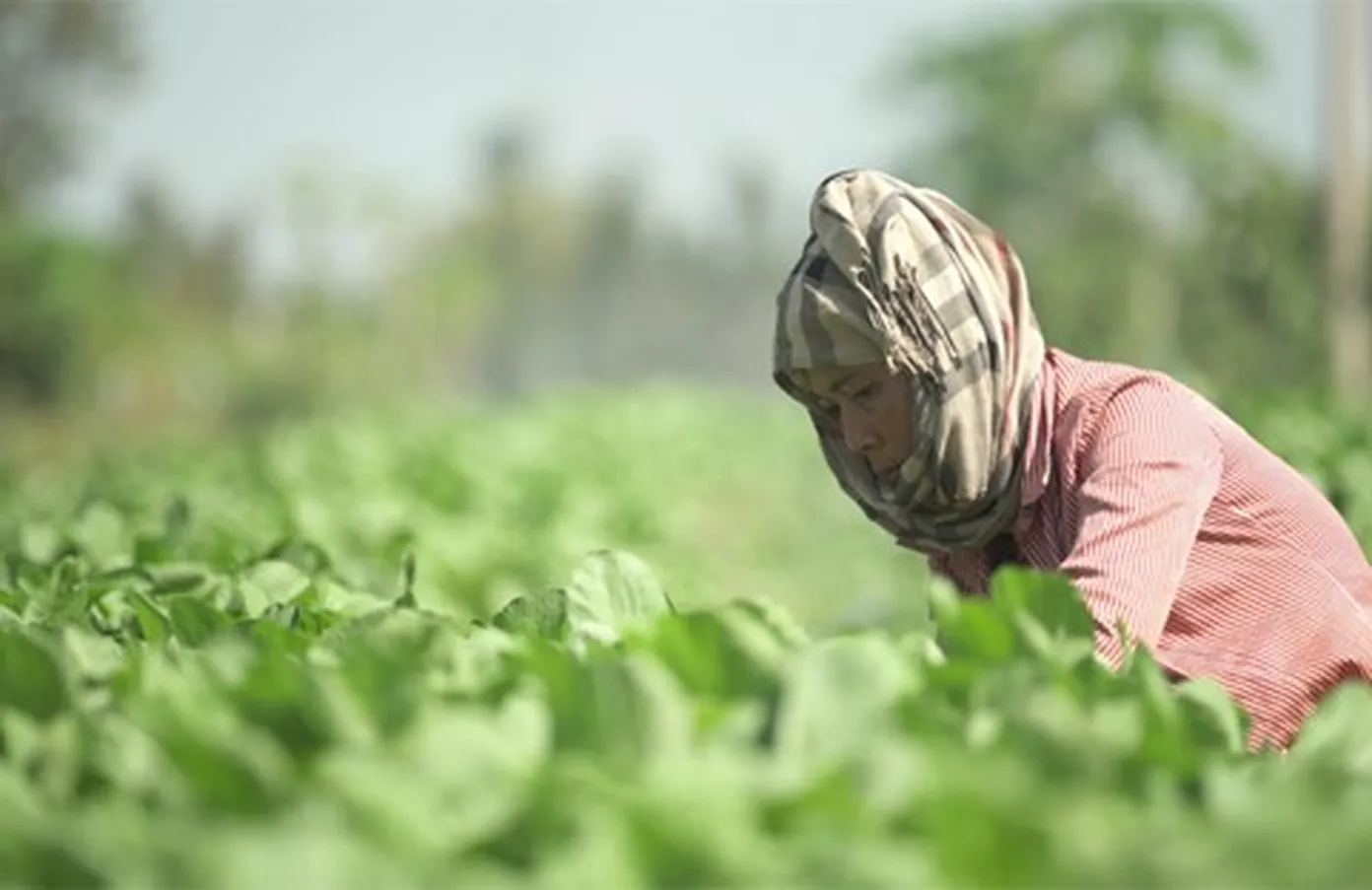 A woman working in a field