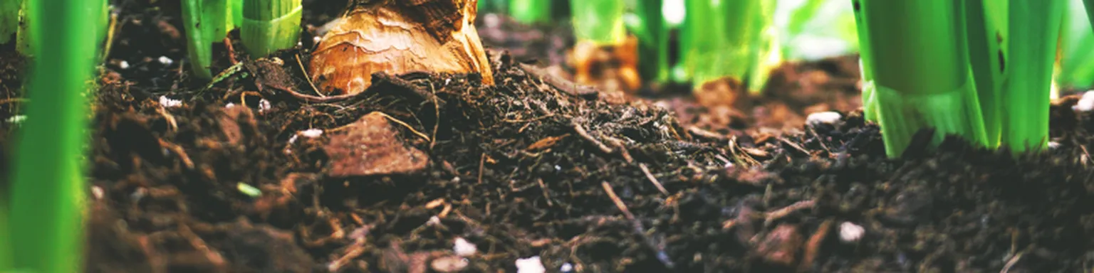 Close up of soil