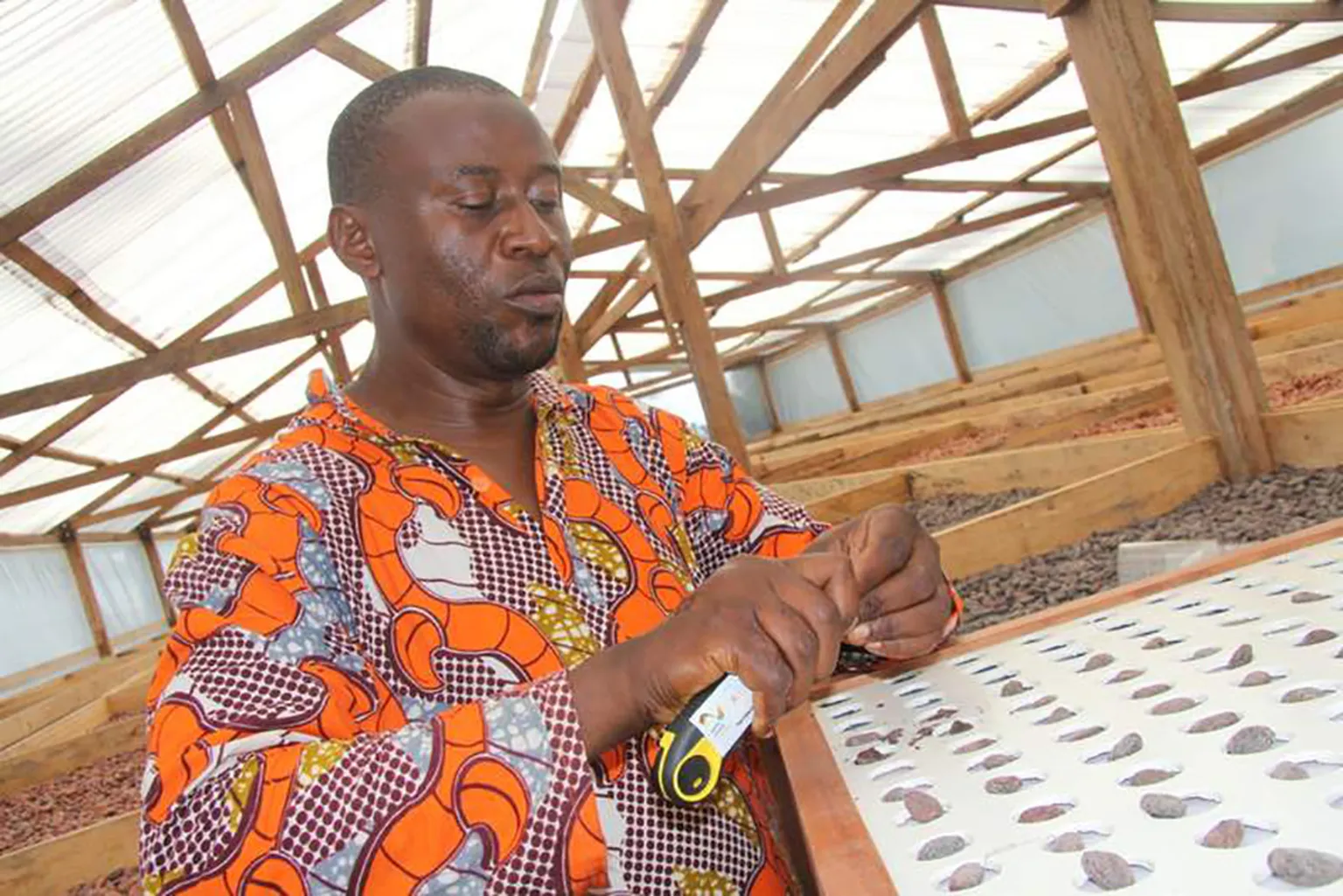 Fermented cocoa beans are cleaned