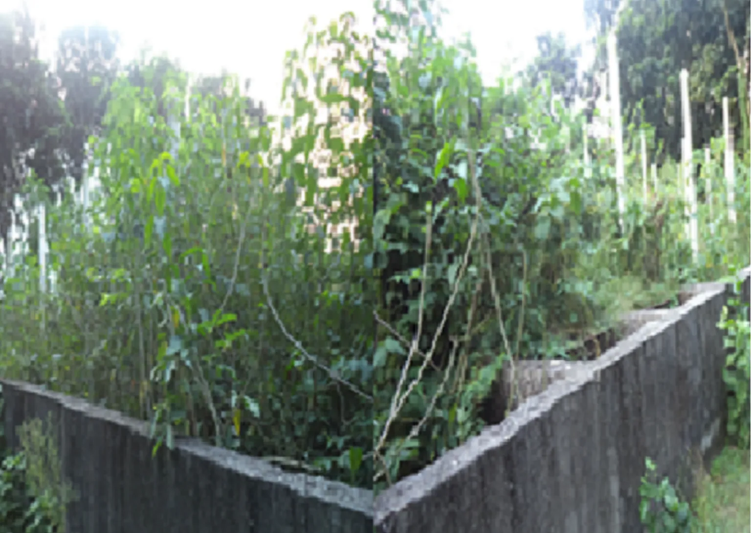 Abandoned FSTP at Jhenaidah