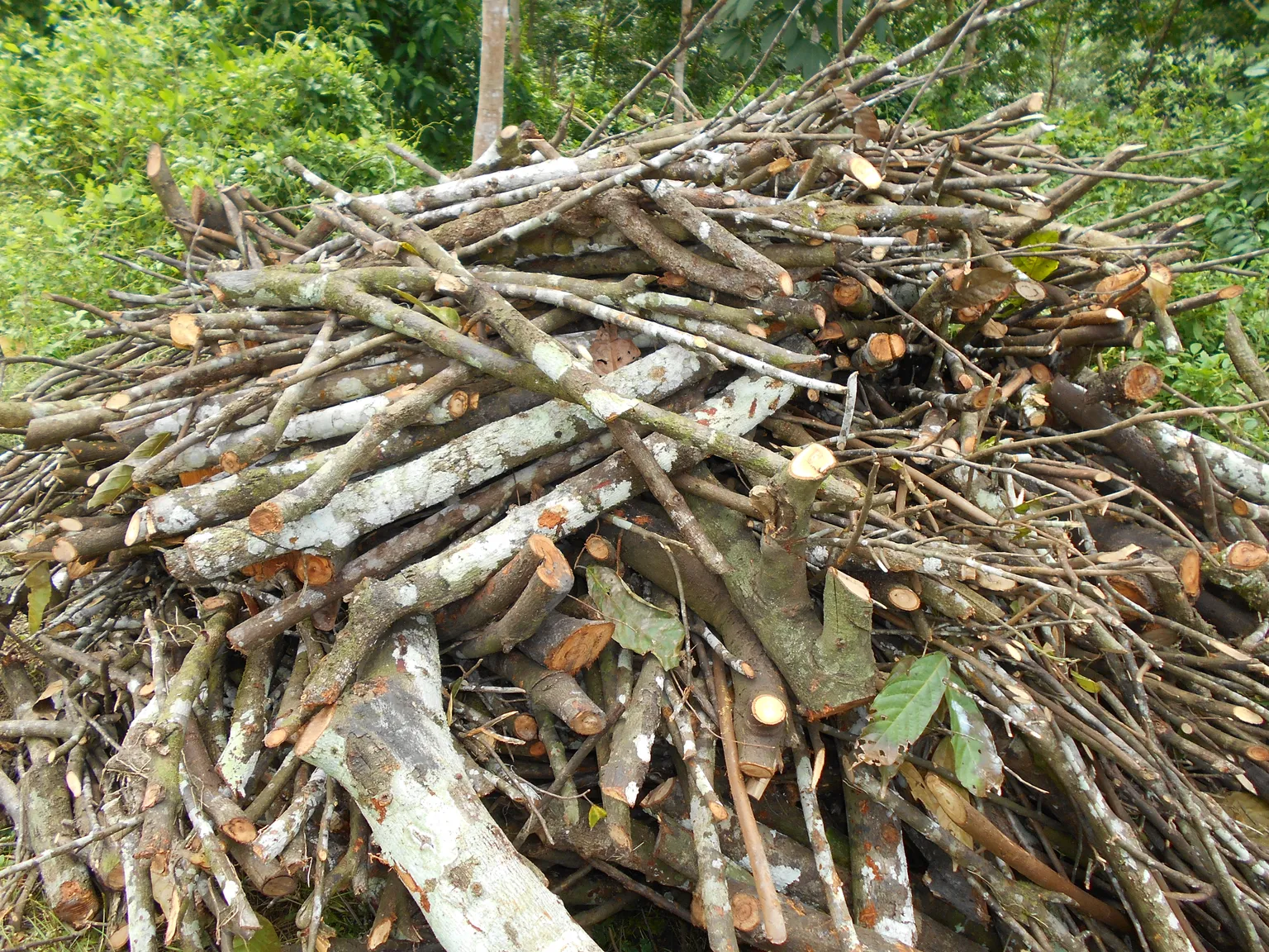 Pile of cocoa wood - DFCD x SODEN Cote dIvoire