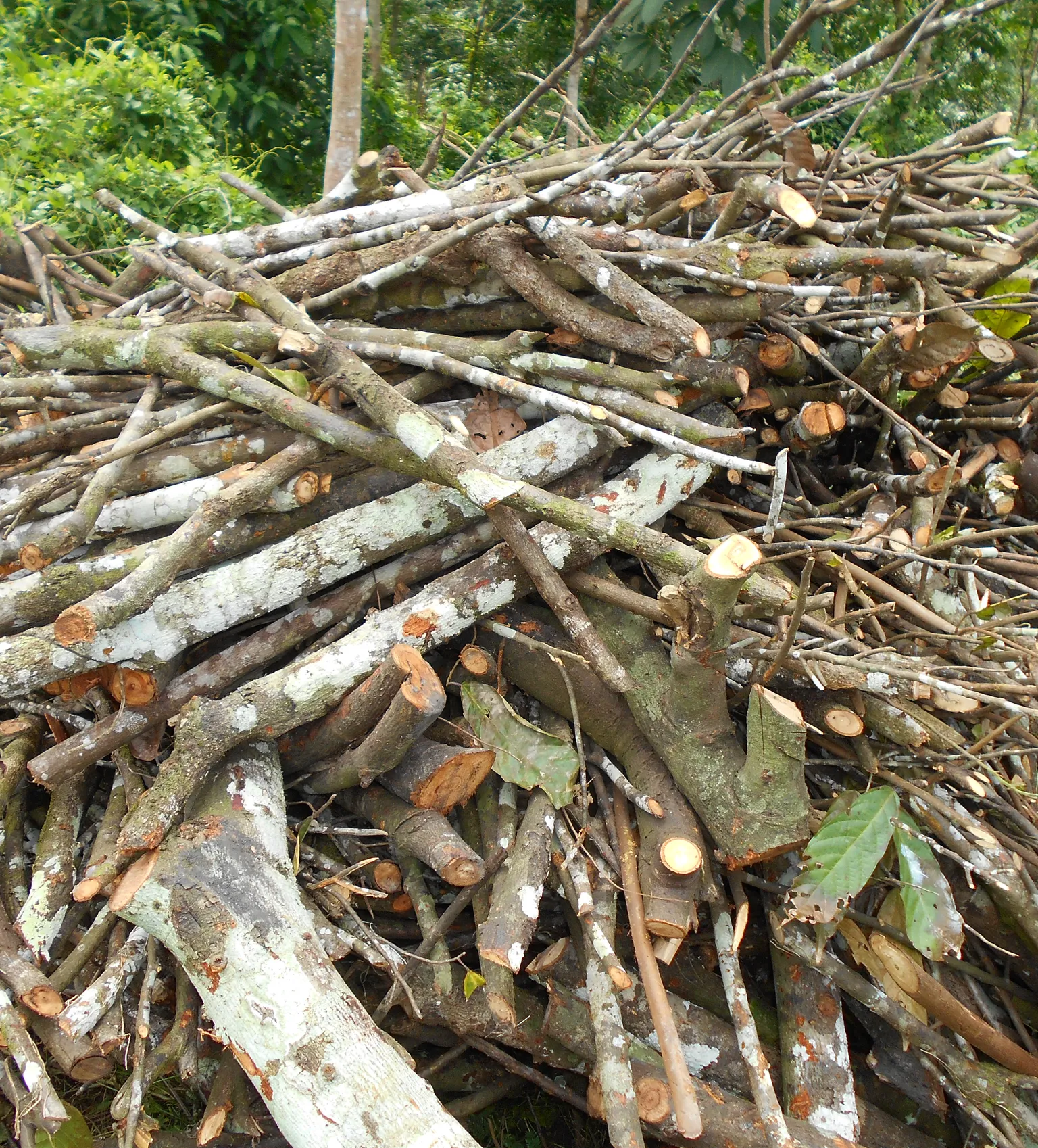 Pile of cocoa wood - DFCD x SODEN Cote dIvoire