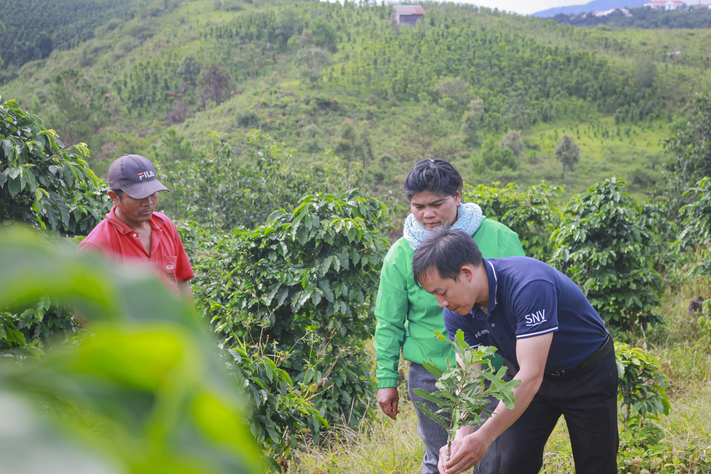 SNV staff support local farmers on macadamia techniques in Lac Duong district, Lam Dong province