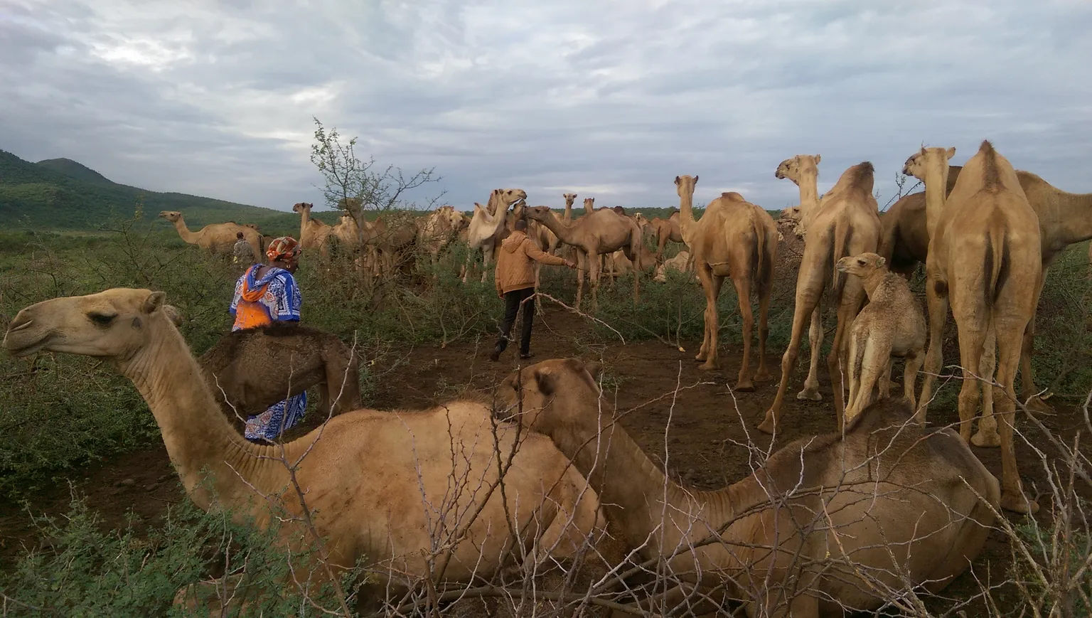 West African CSOs Getting Fa-Milk-Iar With The Kenyan Dairy Sector