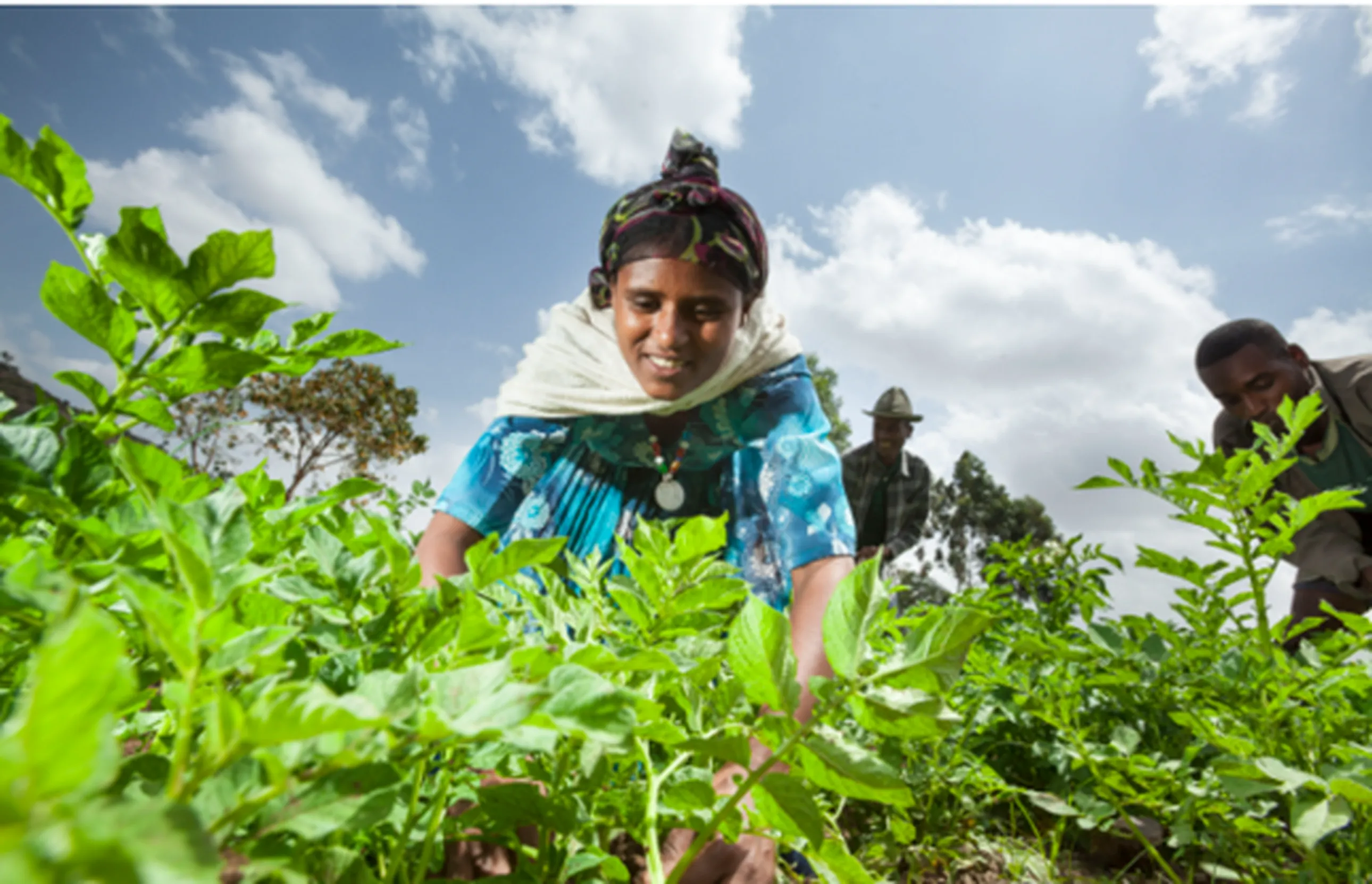 A woman in colorful attire works in a lush green field under a bright blue sky, with two individuals in the background.