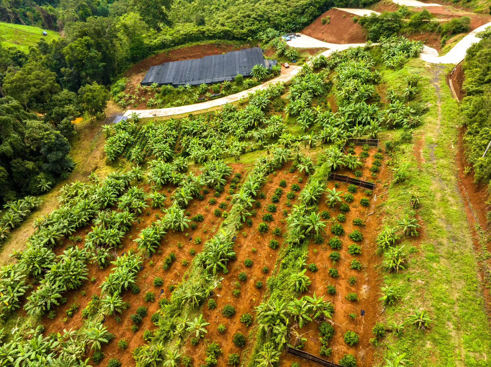 Drone shot of a coffee farm - Kofi - that SNV supported through DFCD