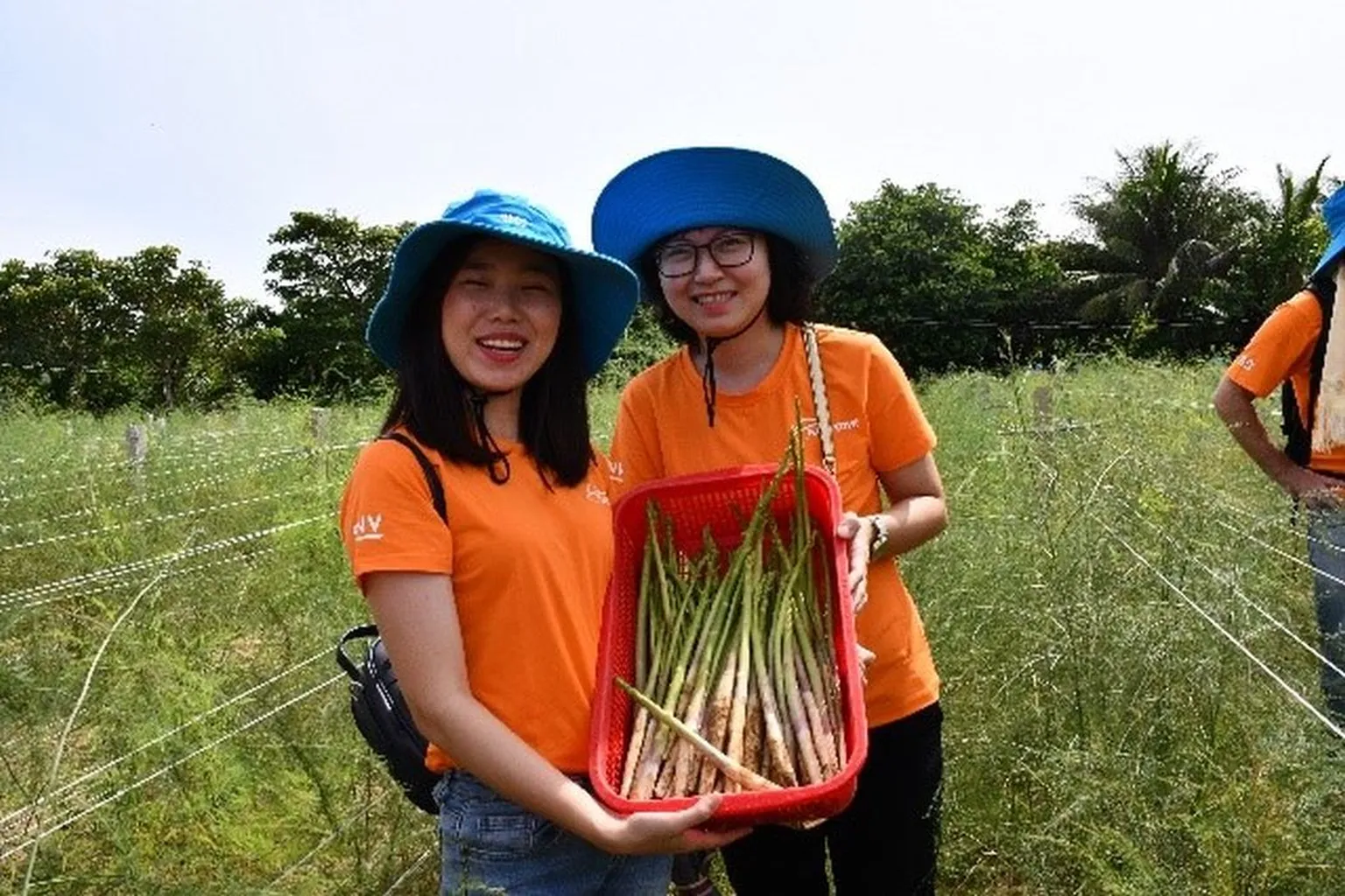 vegetable picking 